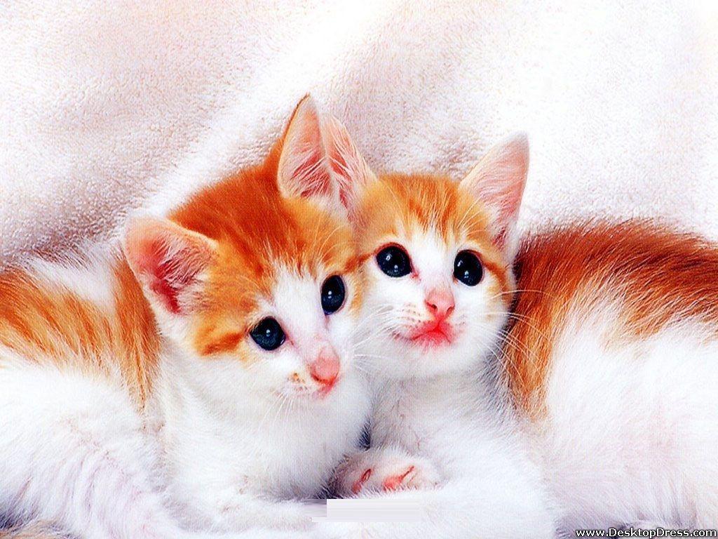 1024x768 Kitty Kat Wallpaper .