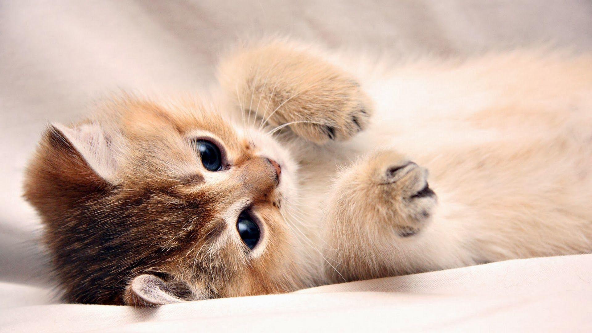 1920x1080 Cute Cat Wallpaper HD