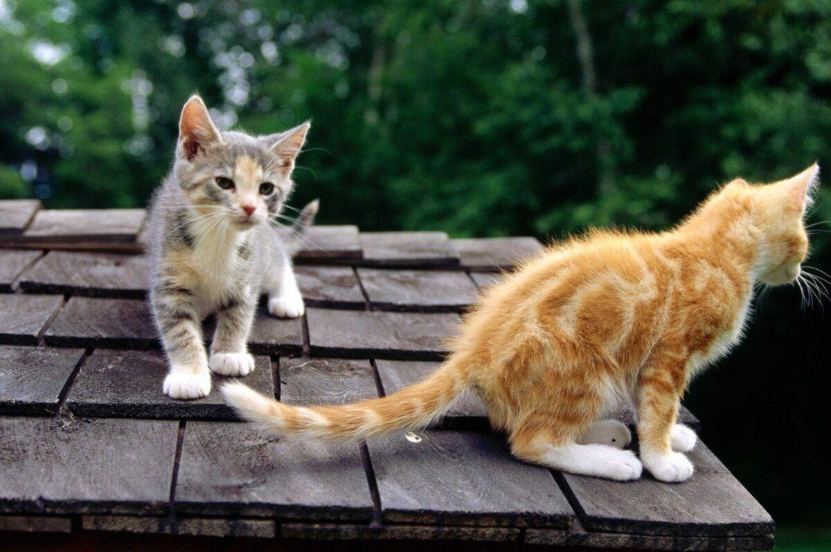 1200x798 Kittens, Kitty, Cat Eye, Cute Cat .