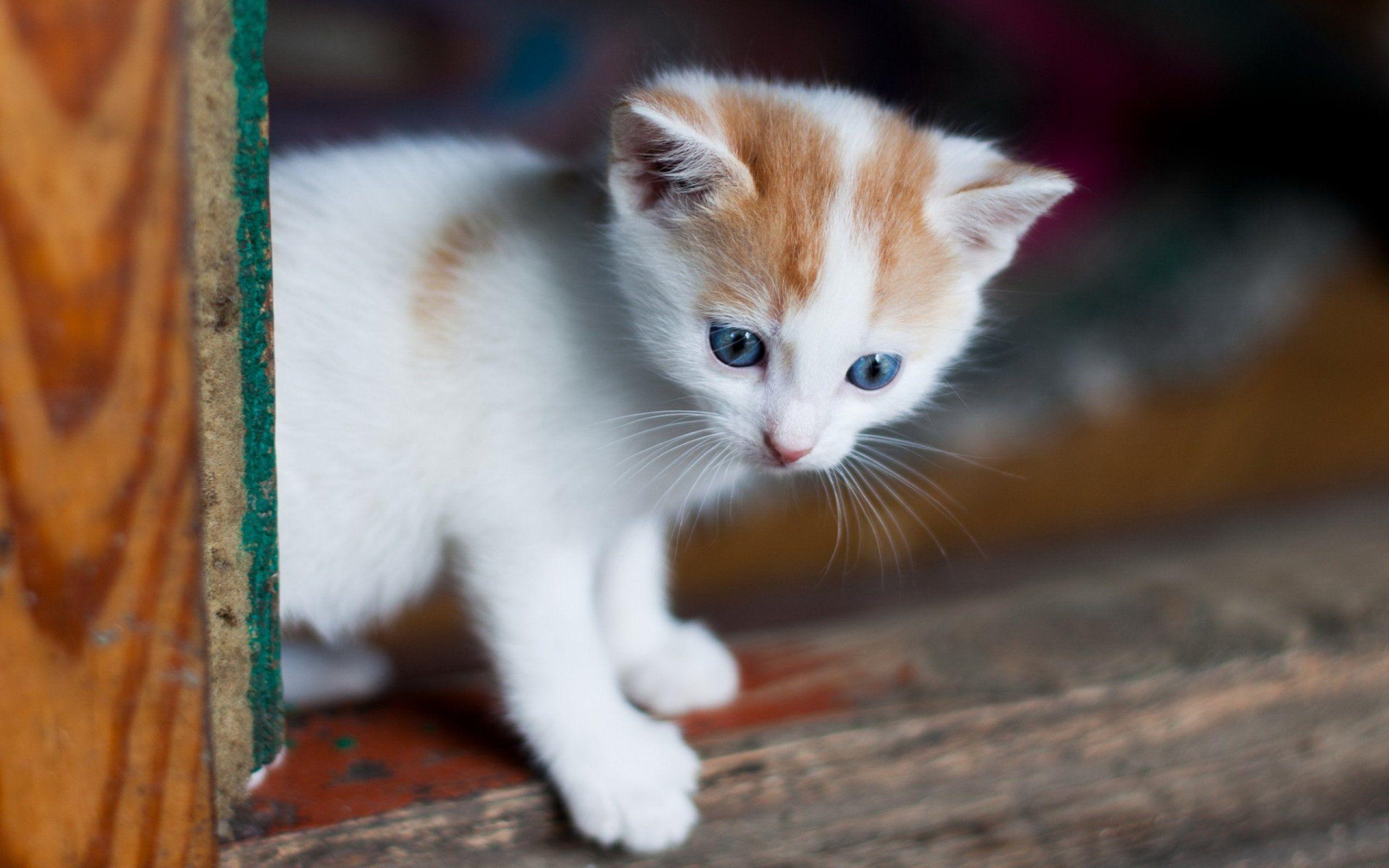 2560x1600 kittens, Kitten, Cat, Cats, Baby, Cute .