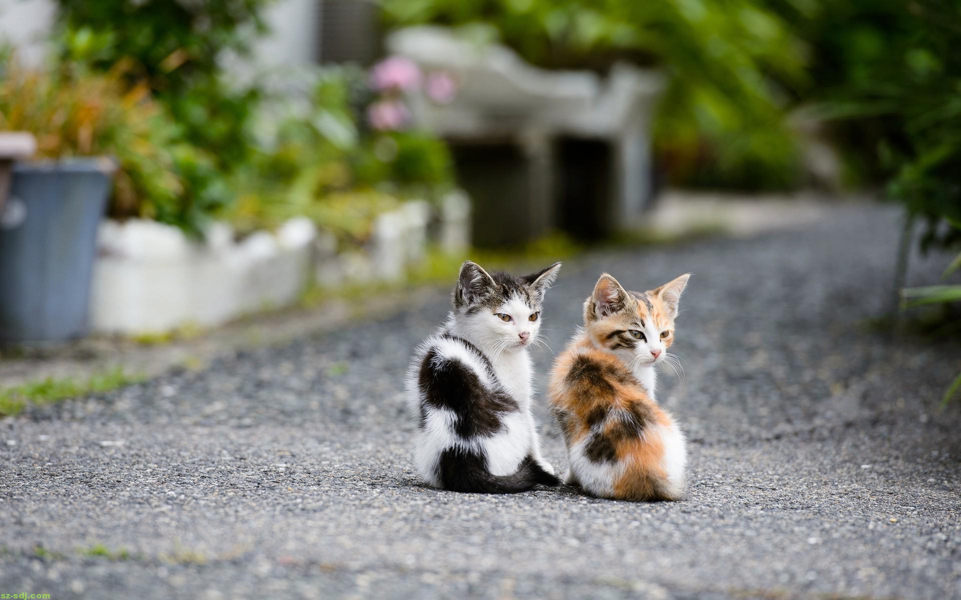 1920x1200 Double Cat