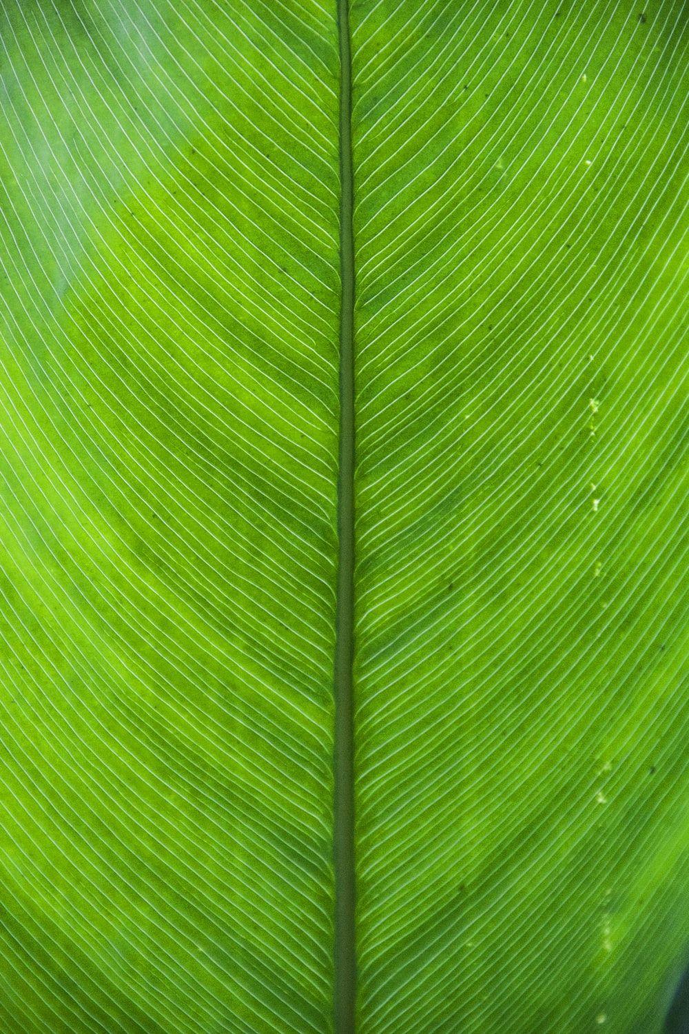 1000x1500 Green Wallpaper: Free HD Download .com