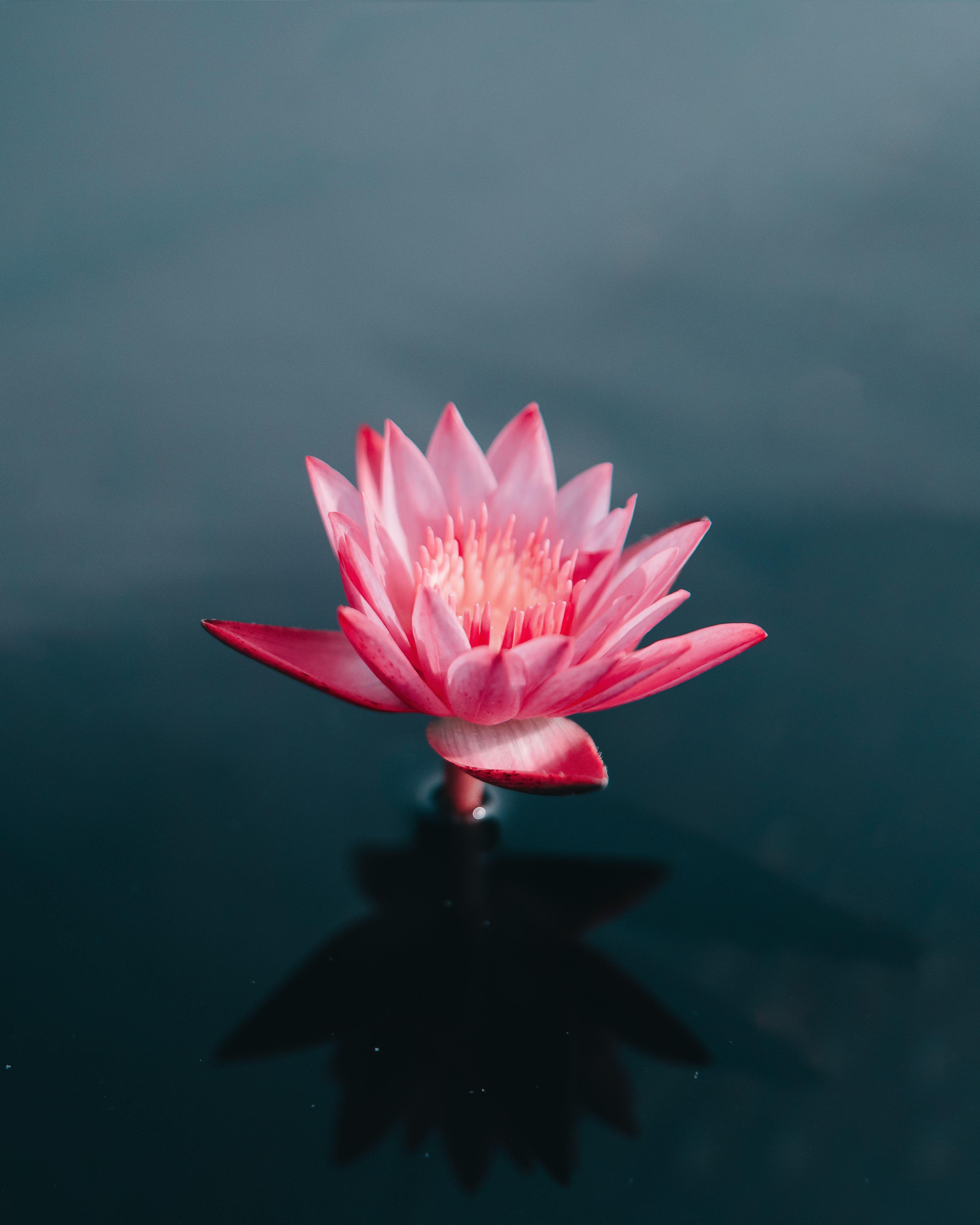 3928x4910 Lotus Buddhism HD Wallpaper