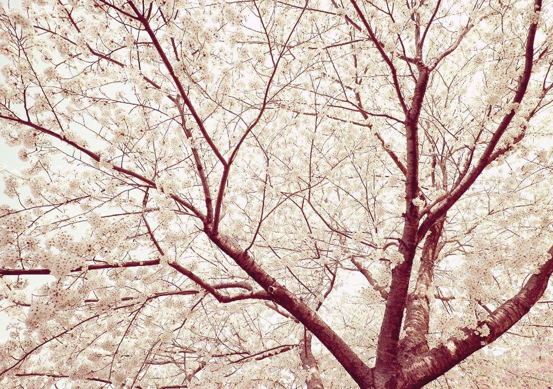 1138x800 Wallpaper with Tree Branches on .