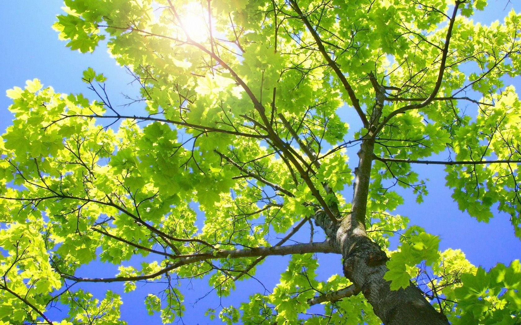 1680x1050 Tree Branches