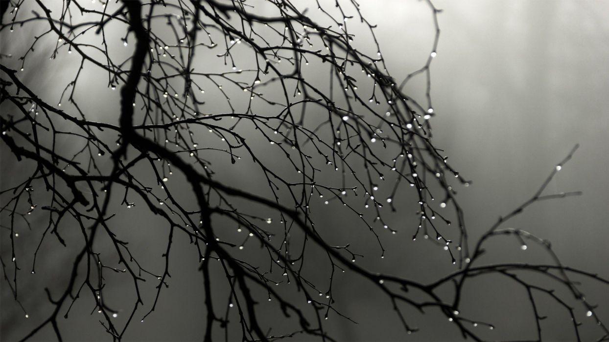 1244x700 Silhouettes grayscale water drops .