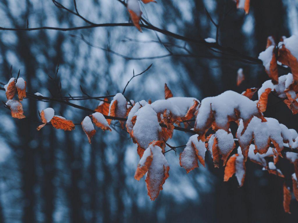 1024x768 Branches 4K wallpaper for your desktop .
