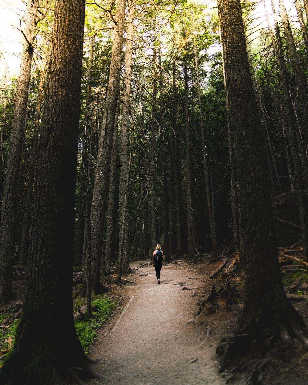 1000x1250 Forest Walk Picture. Download Free .com