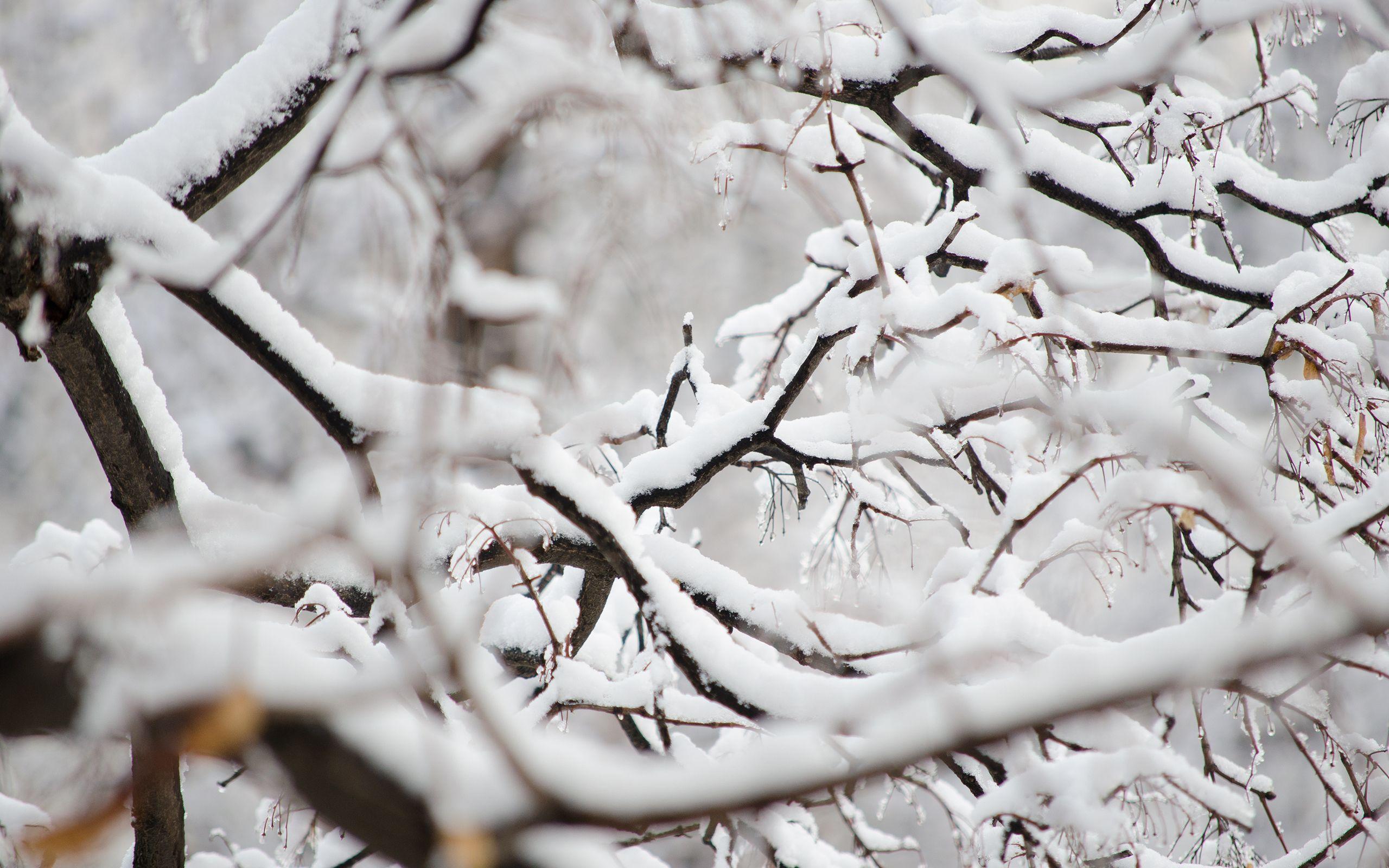 2560x1600 Snowy Branches wallpaper. Snowy .