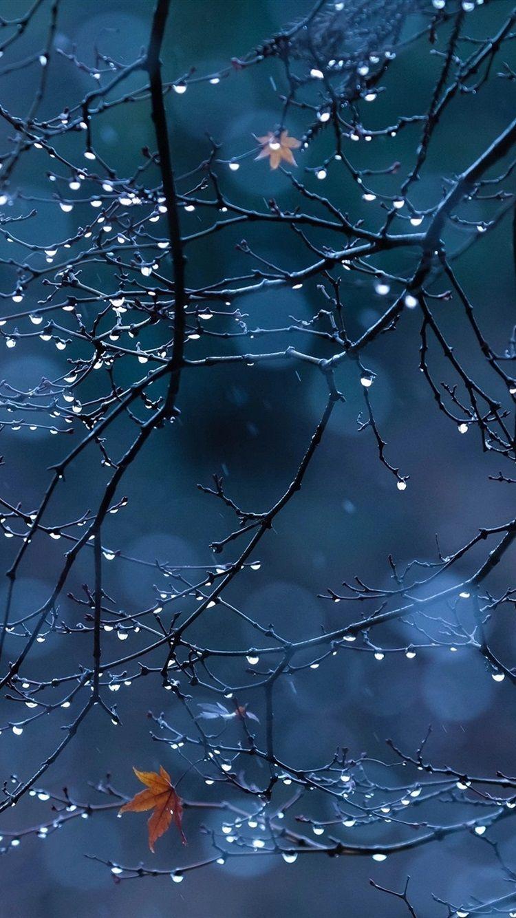 750x1334 Wallpaper Tree Branches, Foliage, Water .best