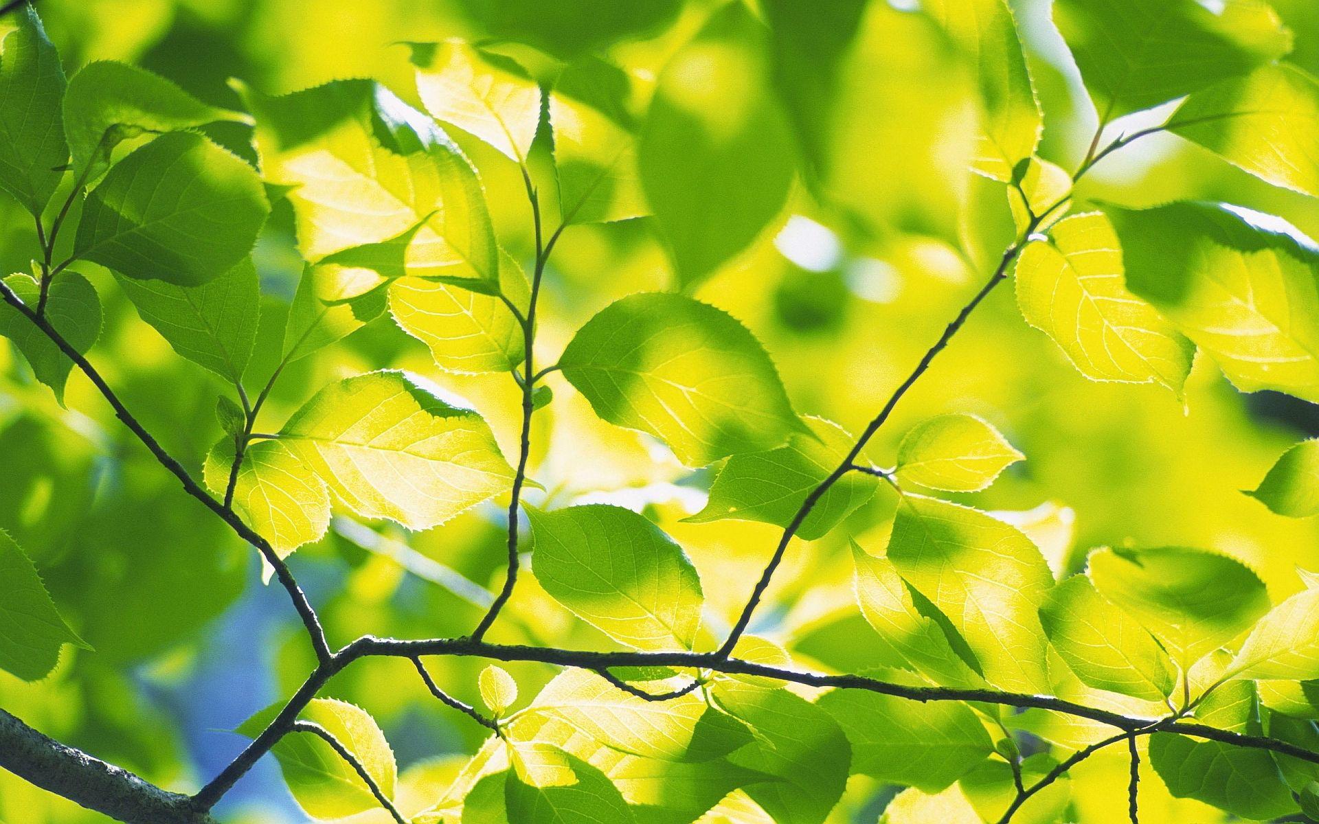 1920x1200 Green foliage branches wallpaper .