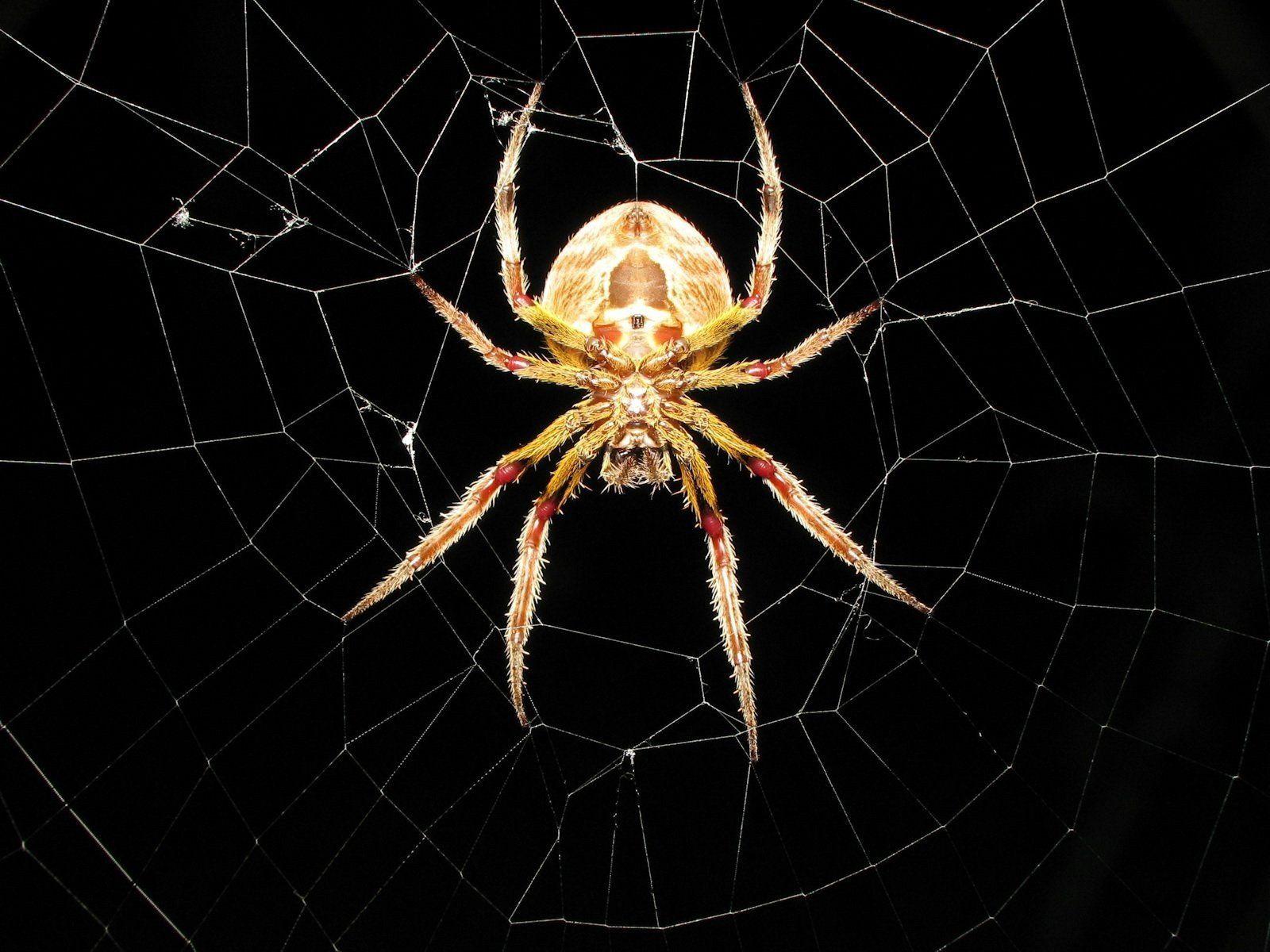 1600x1200 Spider Web Wallpaper