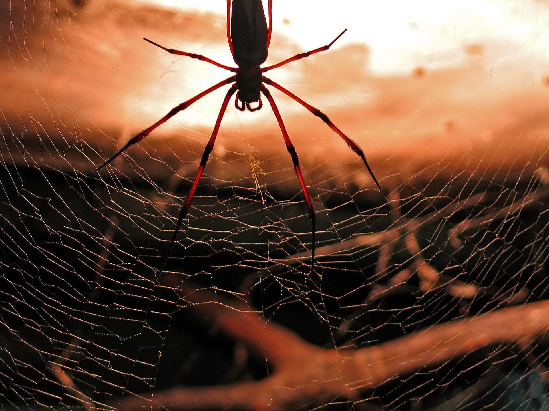 1920x1440 Cool Spider Wallpaper 23755
