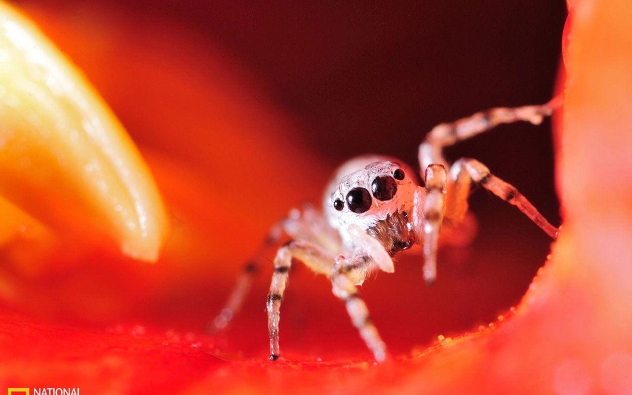1280x800 Spider HD Wallpaper Background .avante.biz