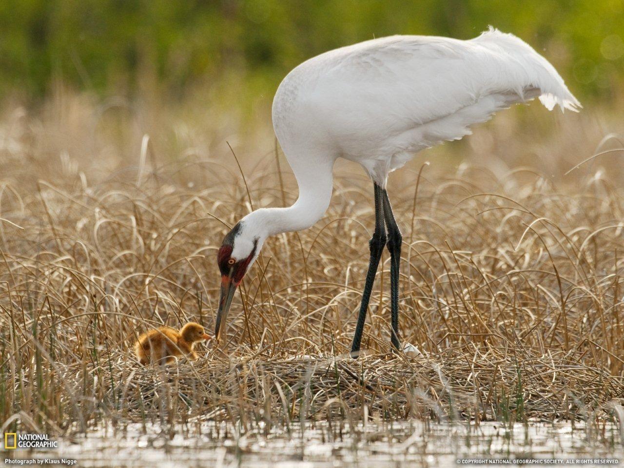 1280x960 Whooping Crane with chick. Bird's Eye View