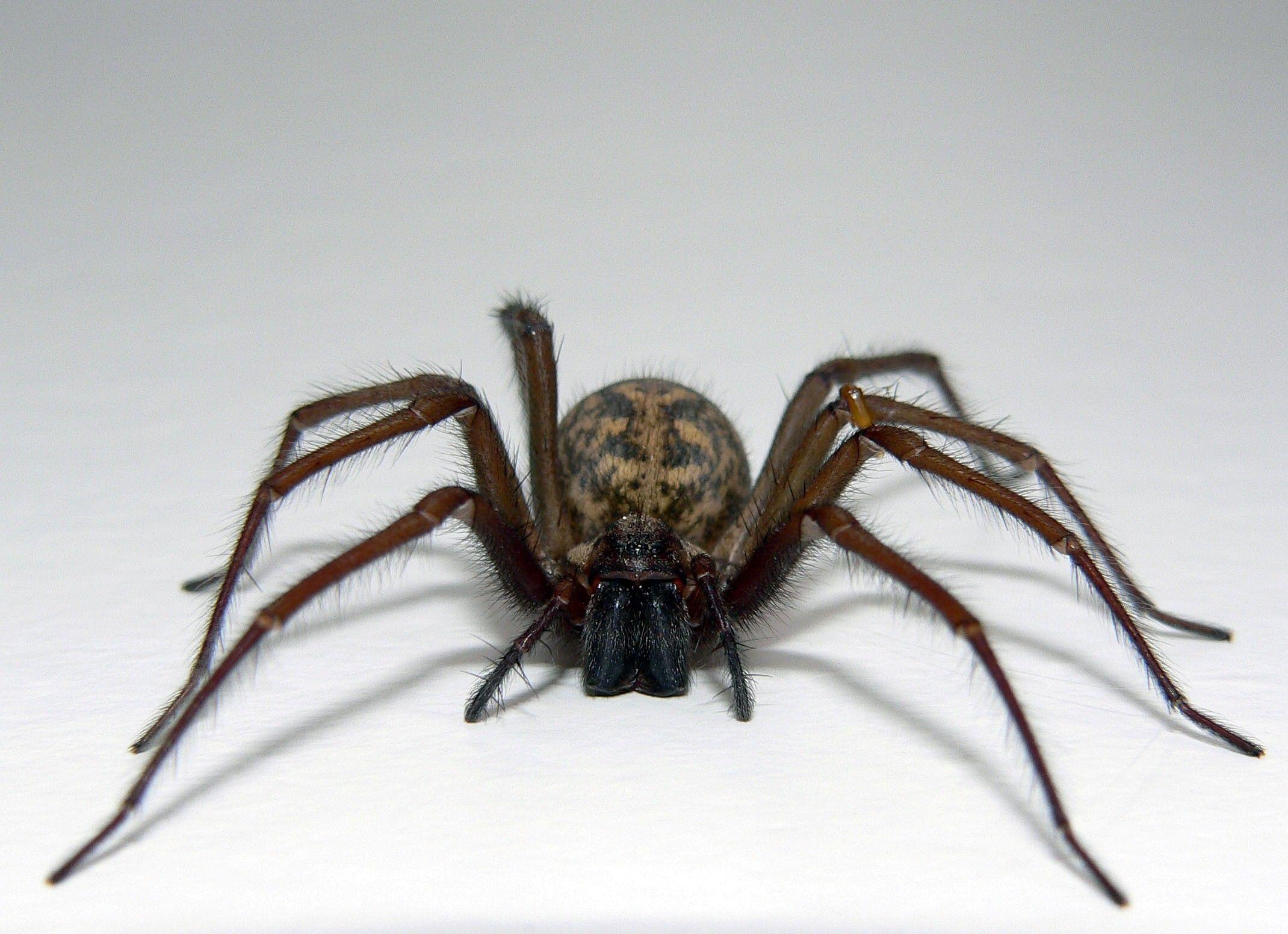 2140x1552 HD Cute Spider Wallpaper. HD Backgroundwallpaper