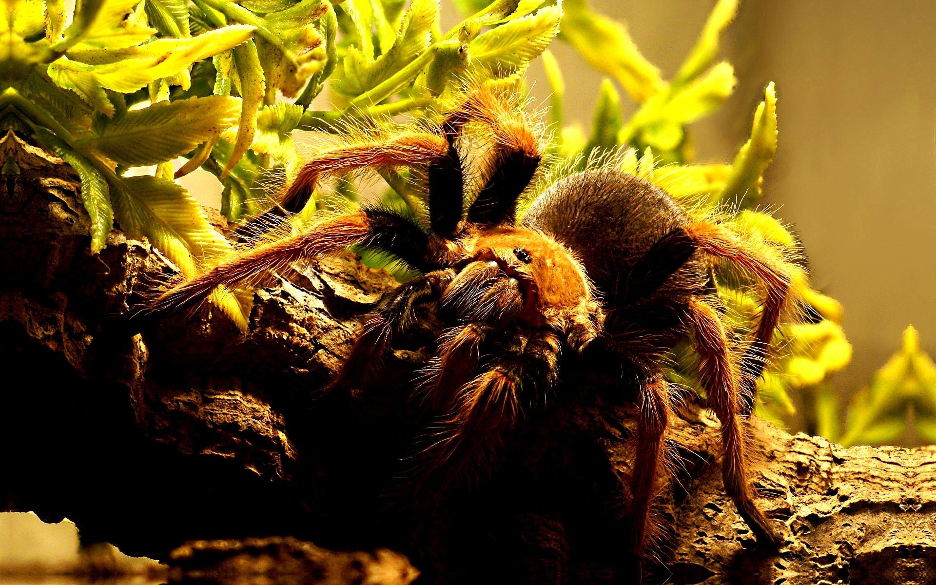 1920x1200 Tarantula wallpaper HD for desktop background