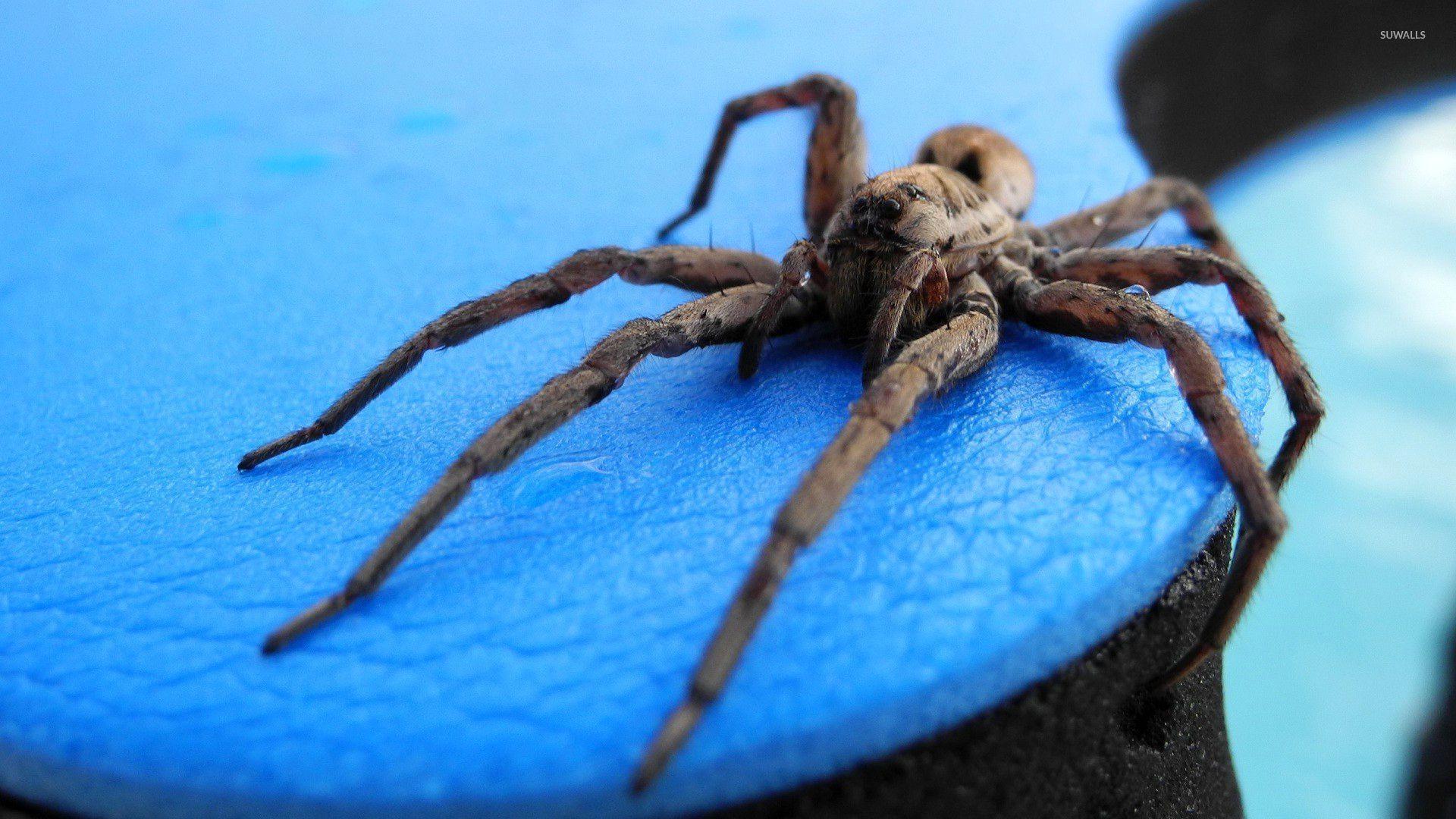 1920x1080 Tarantula HD