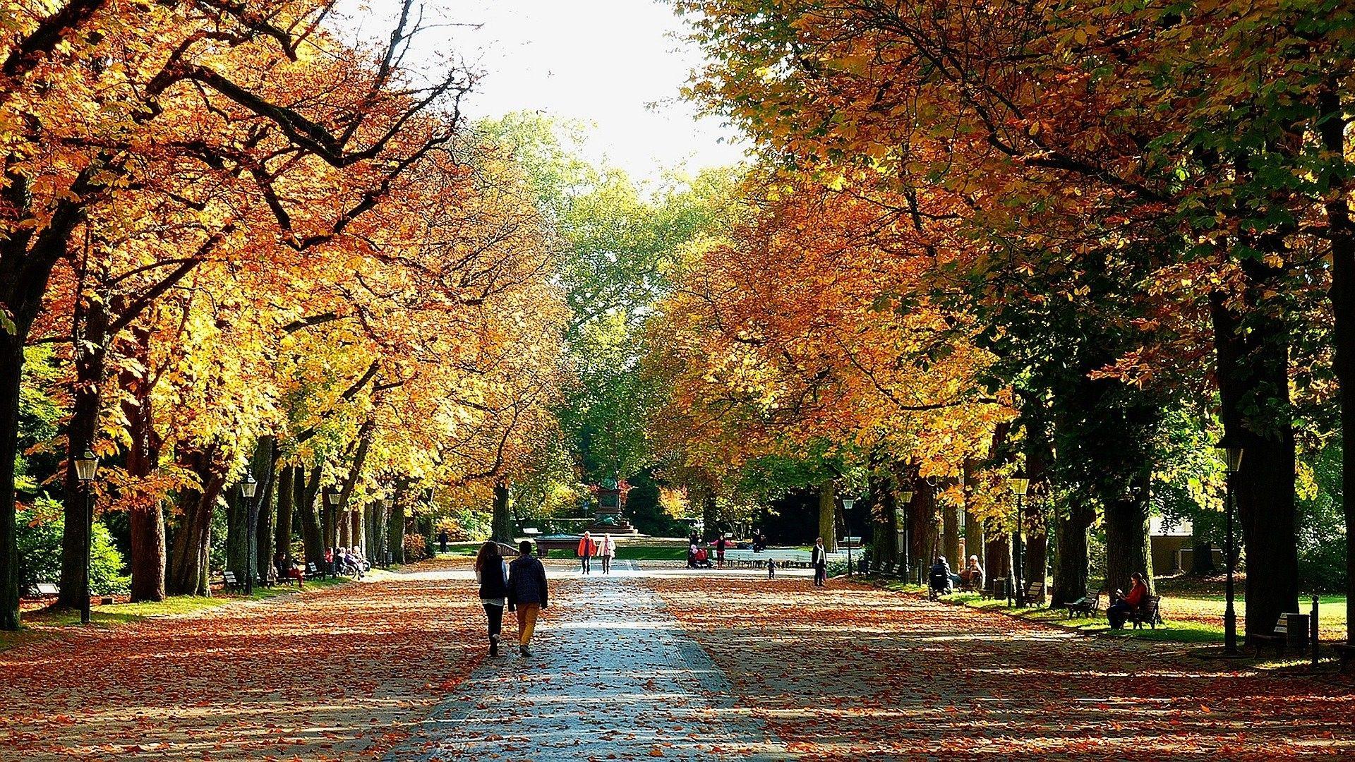 1920x1080 Download HD Wallpaper, Path Tree, High .