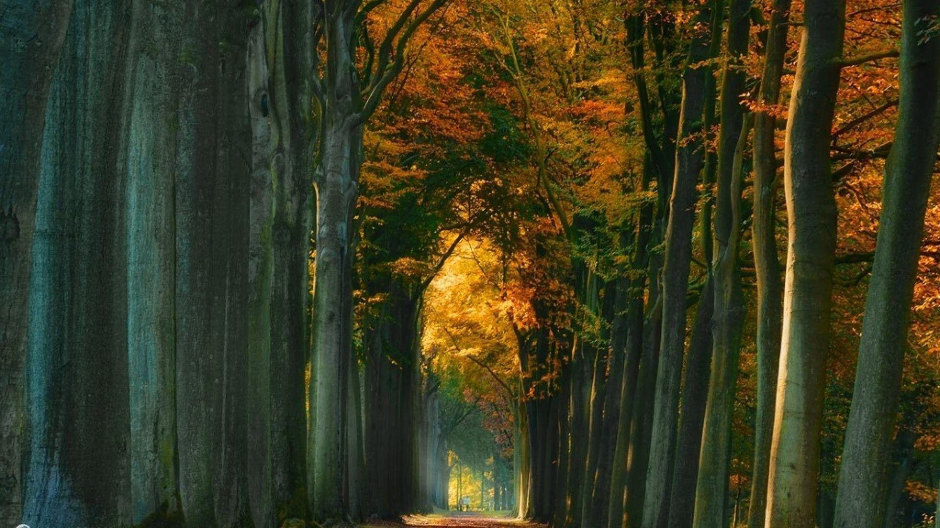 1920x1080 Desktop Wallpaper, Forest, landscape .