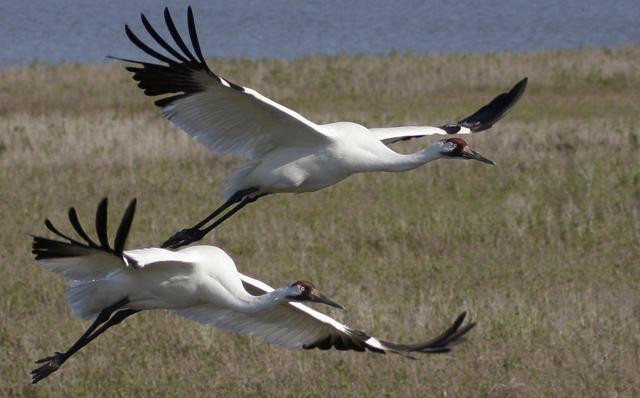 Whooping Crane Wallpapers Top Free Whooping Crane Backgrounds