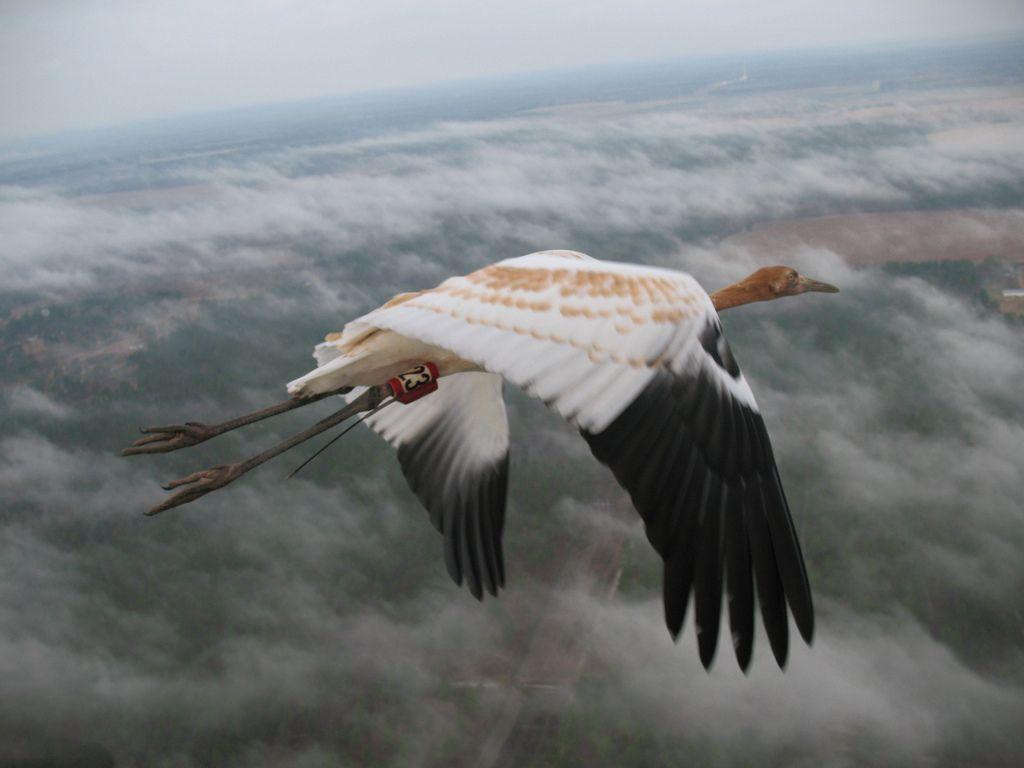 1024x768 Young whoopers stay the course when they follow a wise old bird