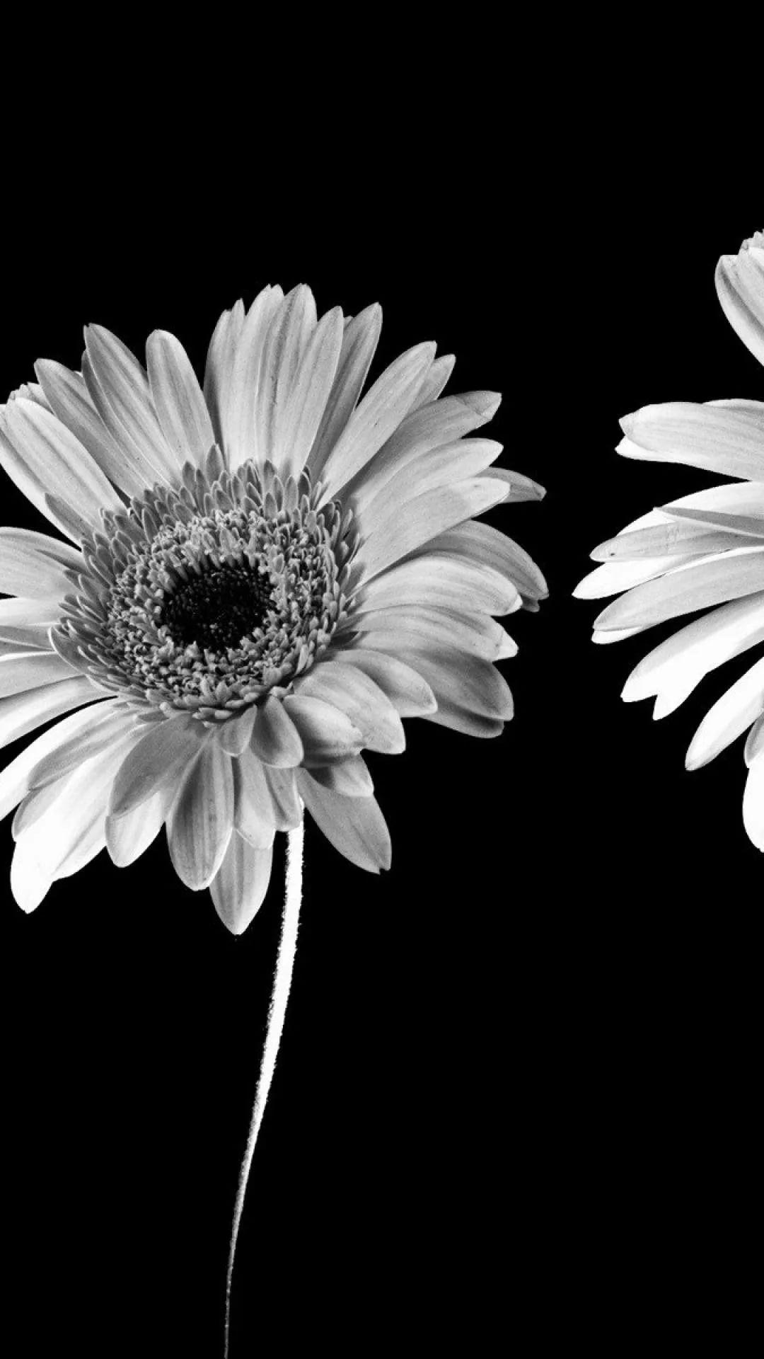 1080x1920 Black And White Flower Cool Phone .