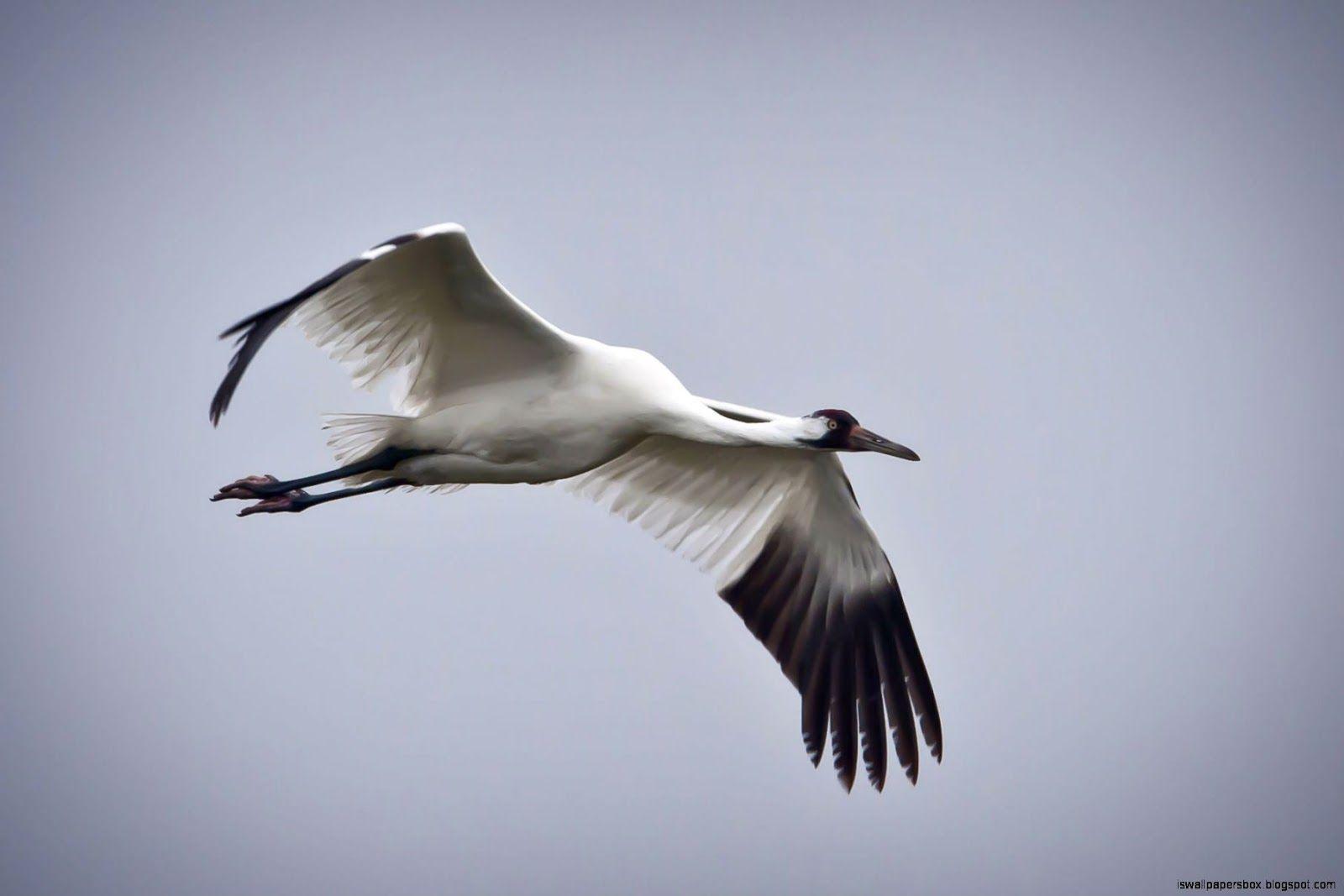 1600x1067 Whooping Crane HD Wallpaper
