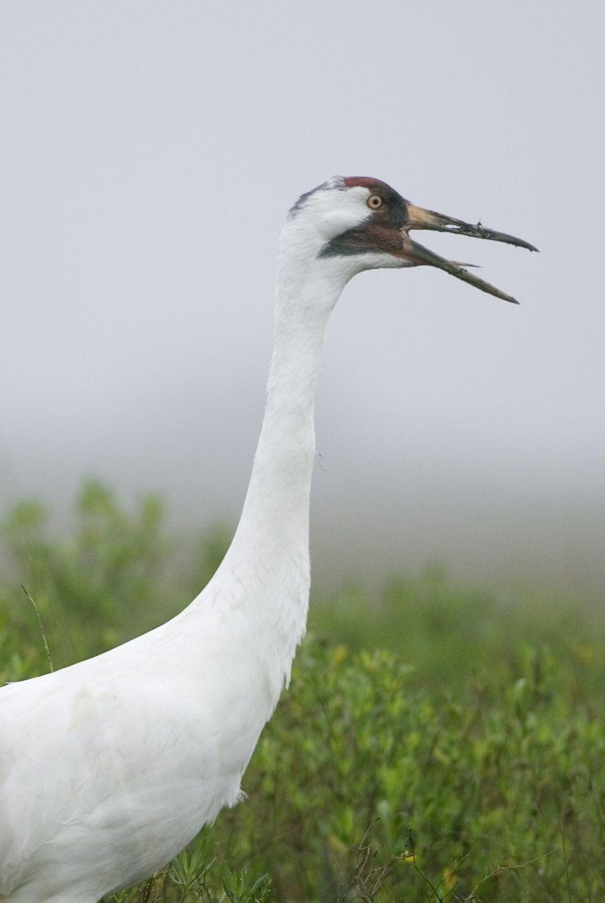 879x1312 Whooping Cranes Face New Crises