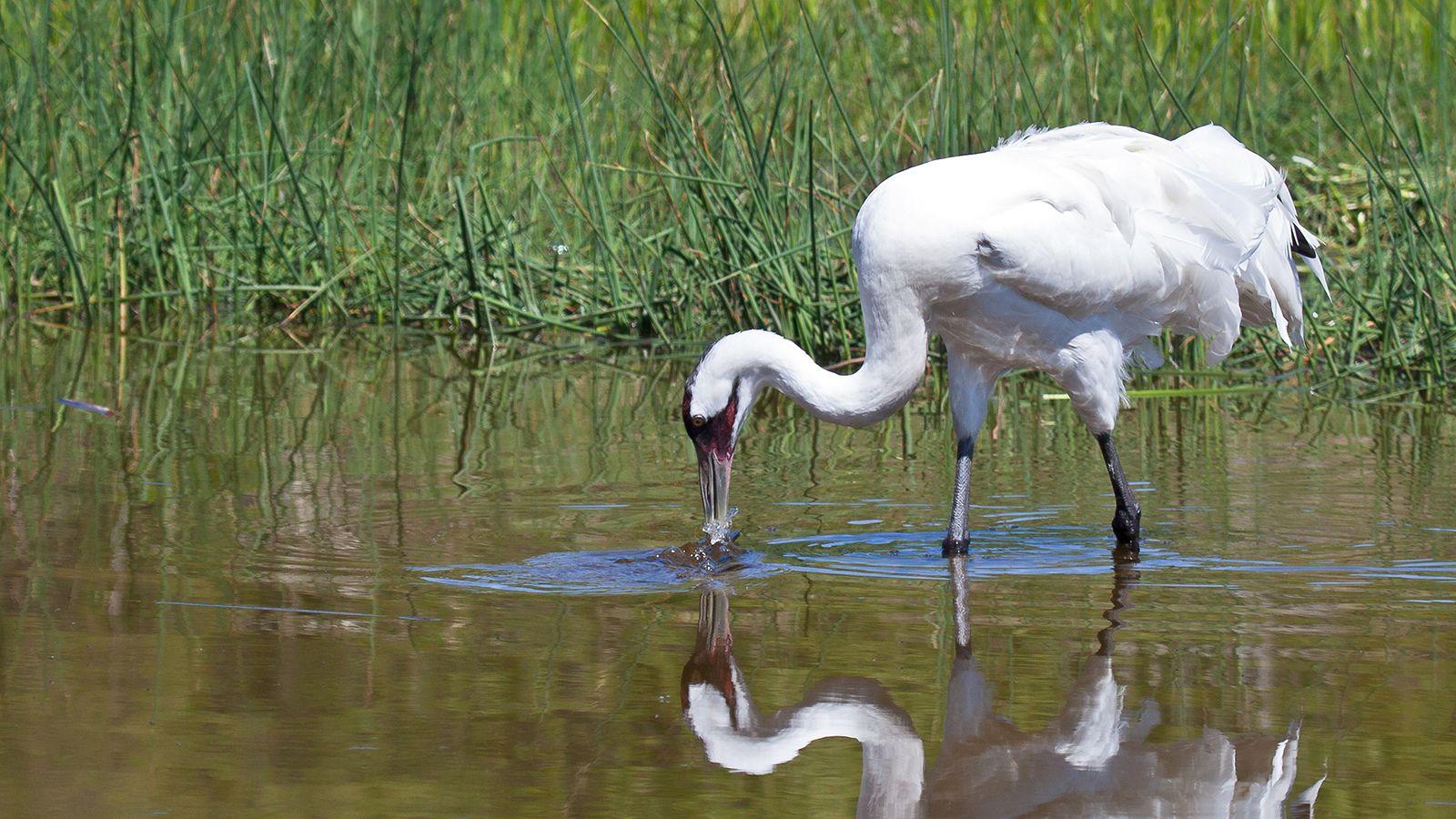 Whooping Crane Wallpapers - Top Free Whooping Crane Backgrounds ...