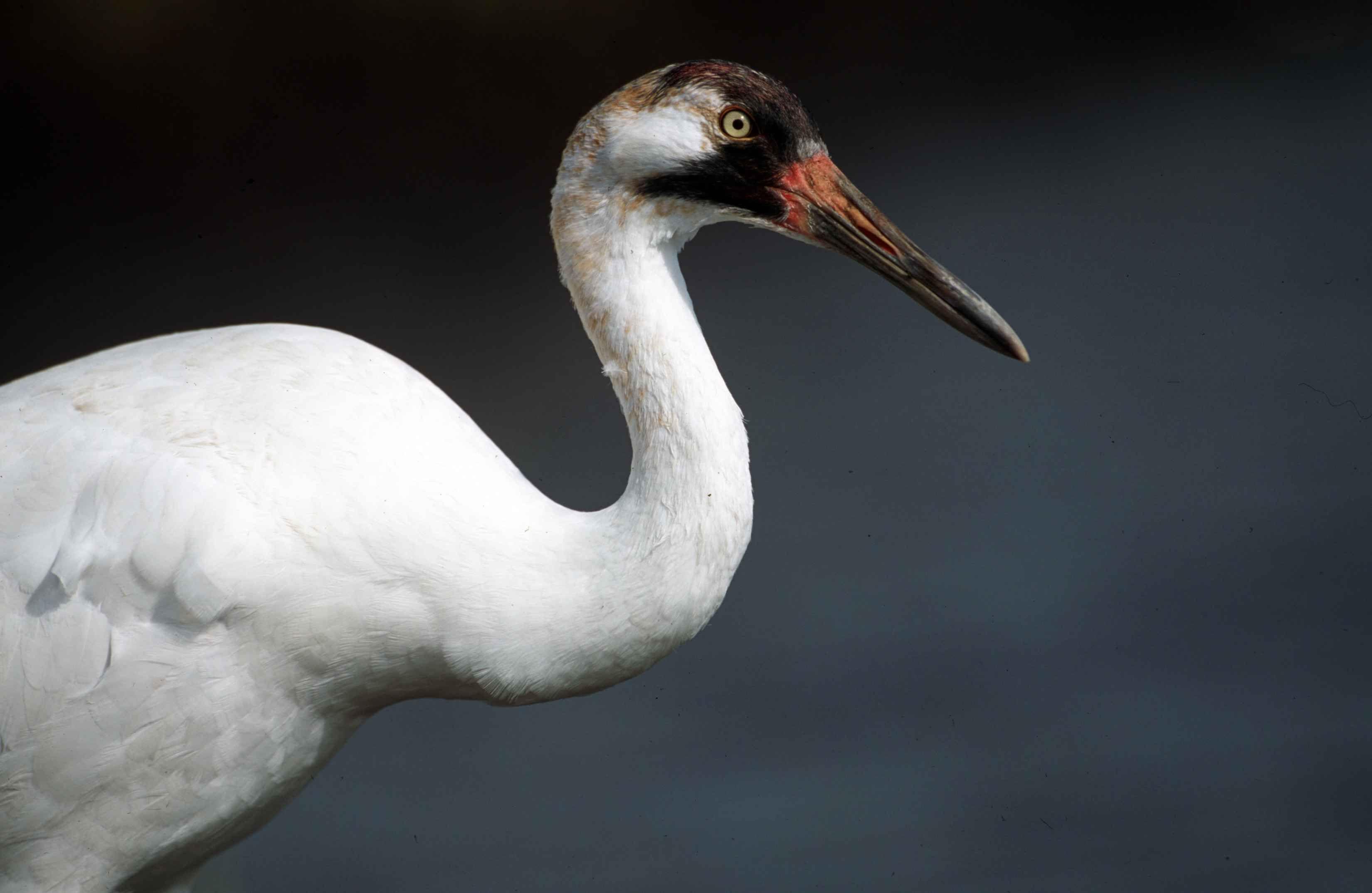 3300x2149 Whooping crane free image, public domain image
