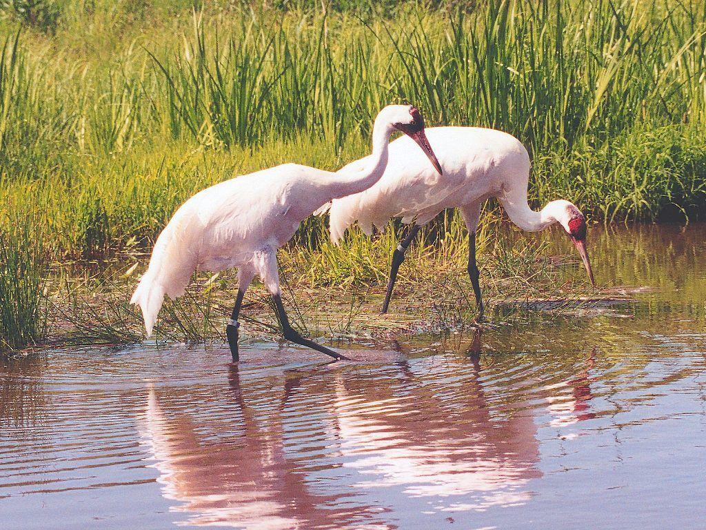 1024x768 Wading Bird Wallpaper