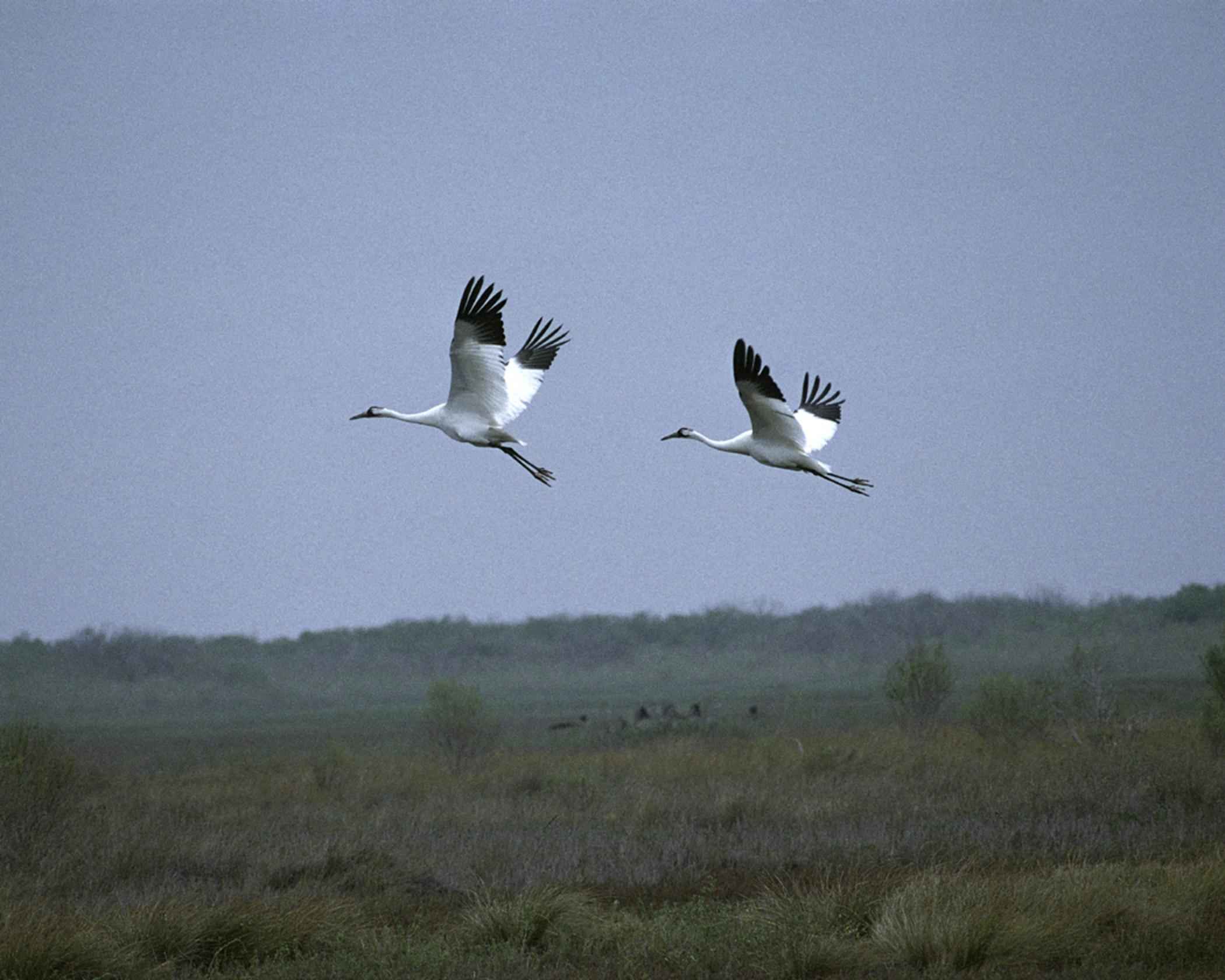 2100x1680 Whooping crane free image, public domain image