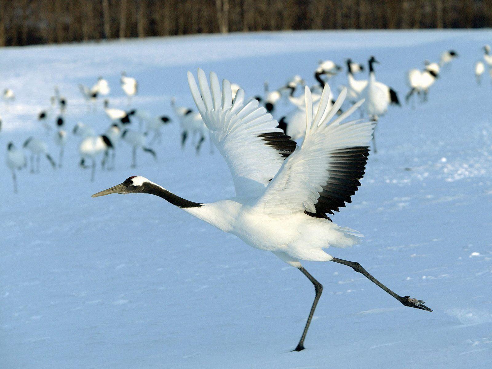 1600x1200 Japanese crane Wallpaper and Background Imagex1200