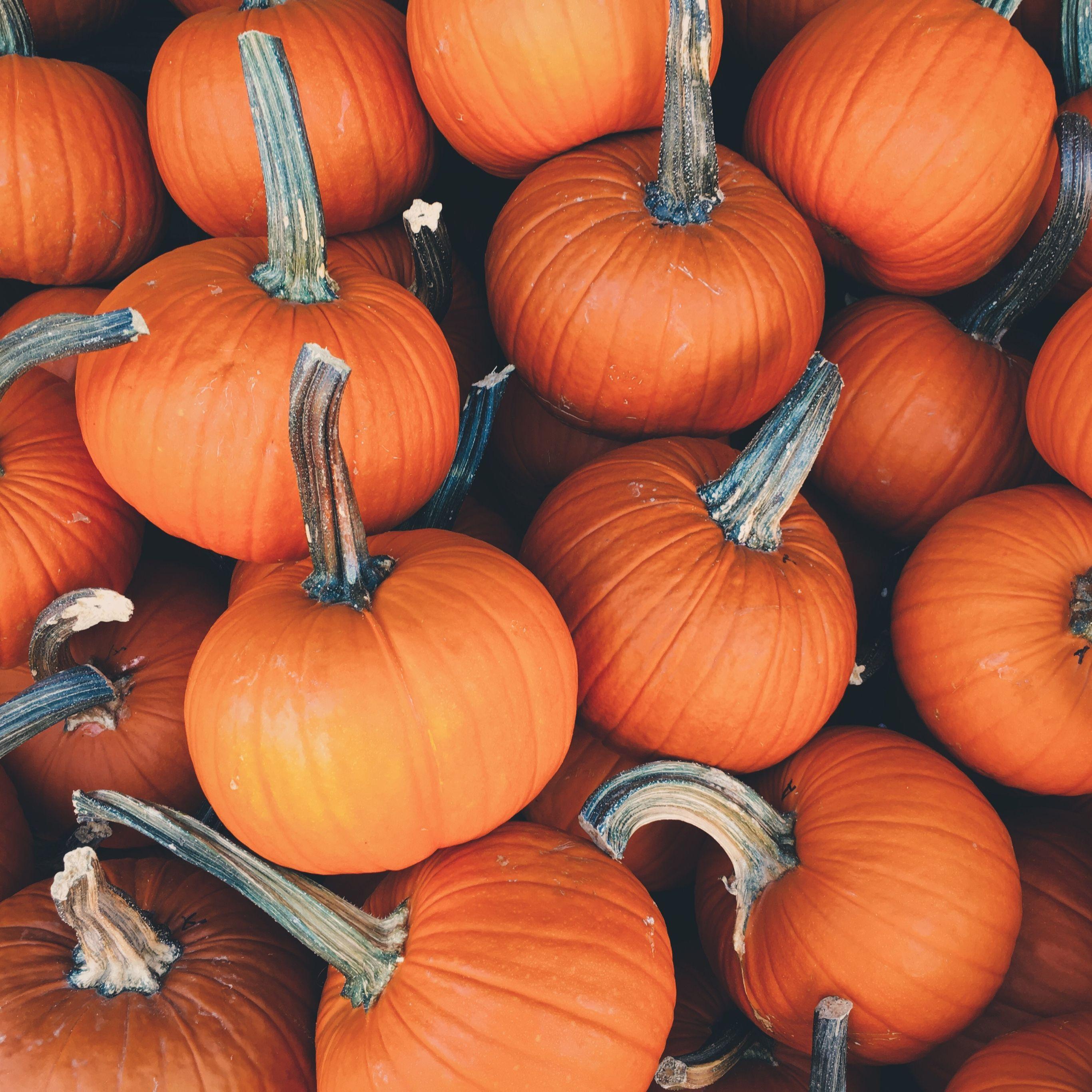 Pumpkins Autumn October  Free photo on Pixabay  Pixabay