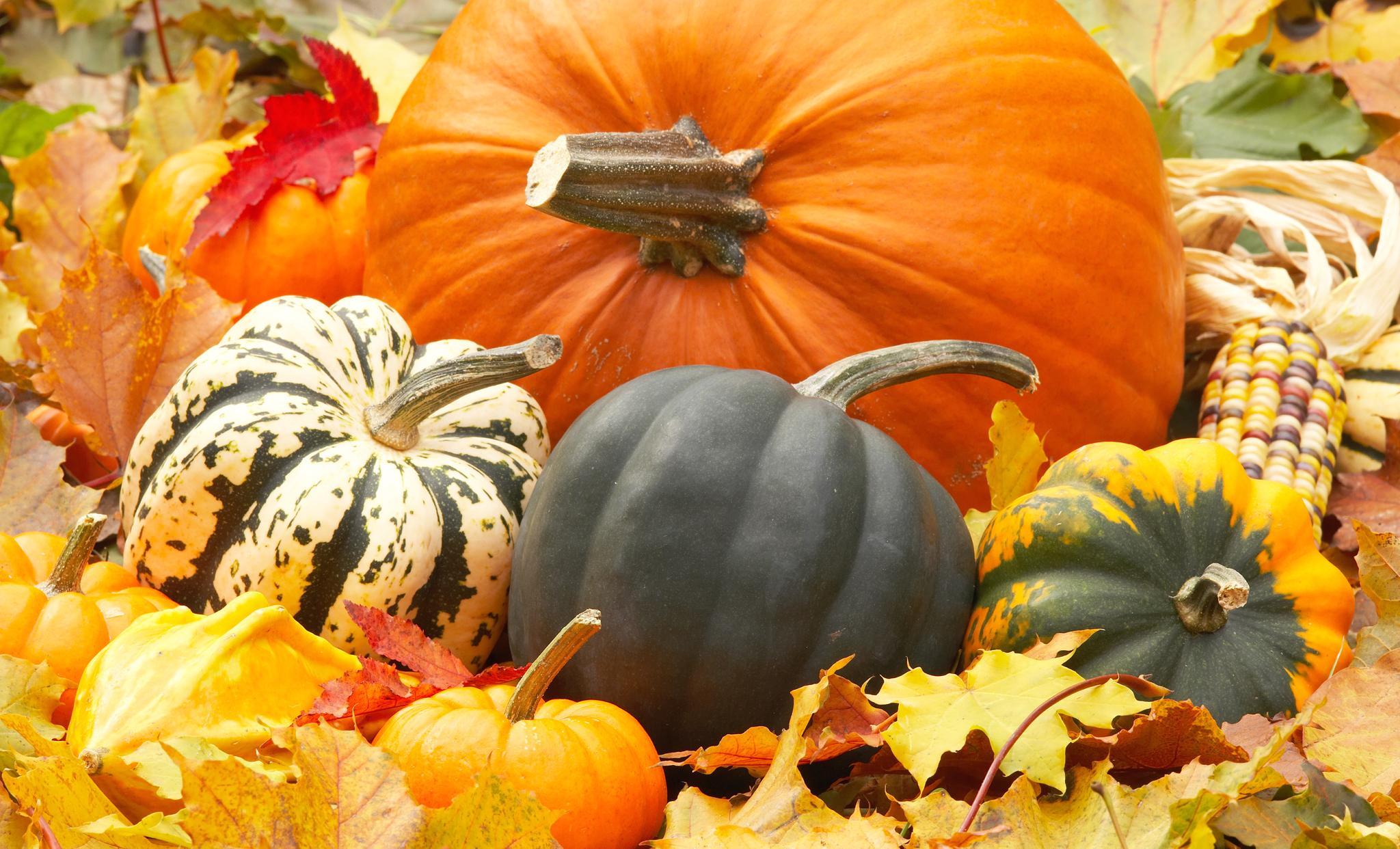 2048x1242 Pumpkins Wallpaper For Desktop