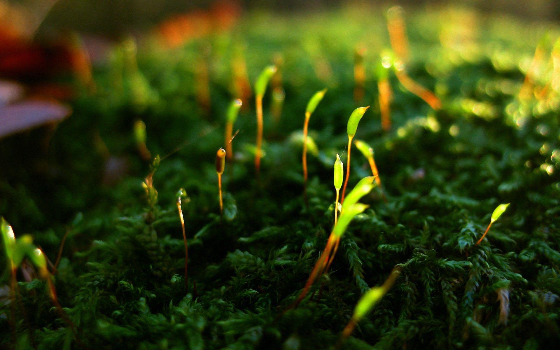 1920x1200 Amazing Green Nature Wallpaper. Wallpaper