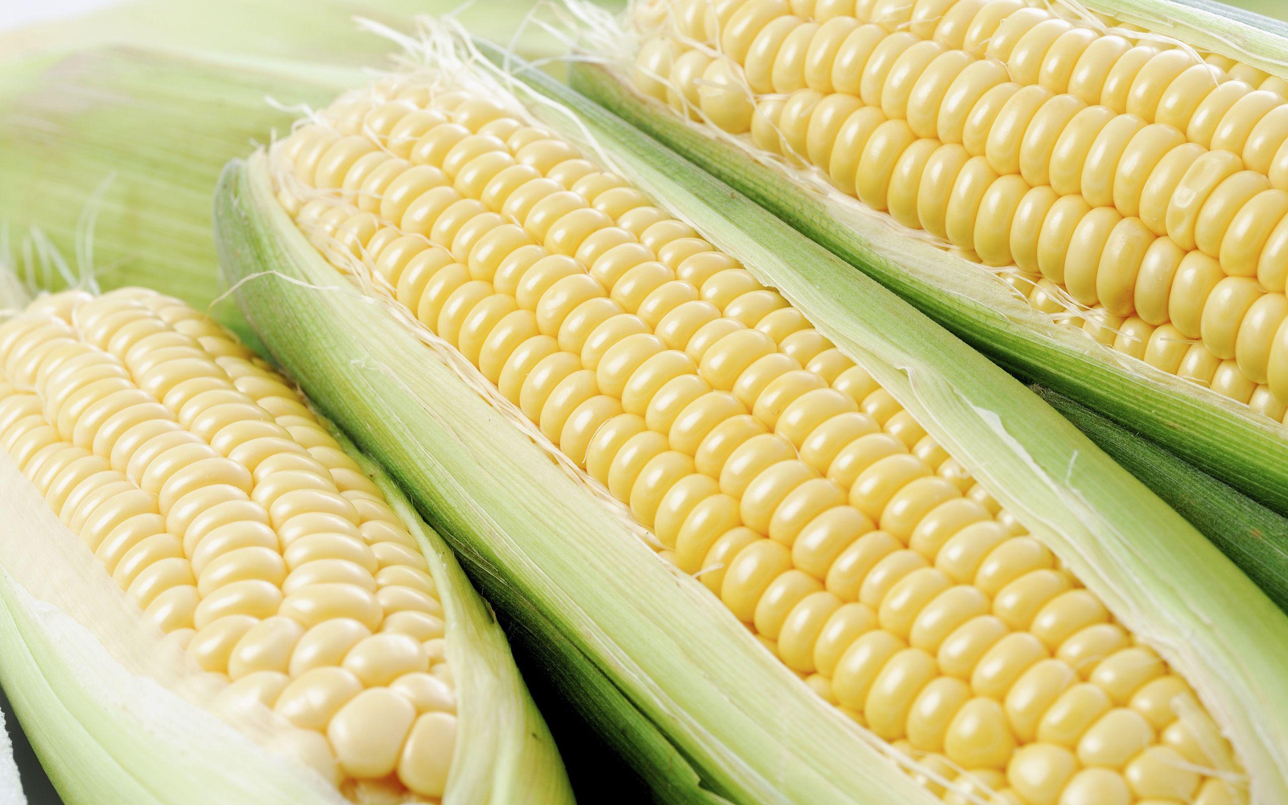 2560x1600 Corn Vegetable wallpaperx1600