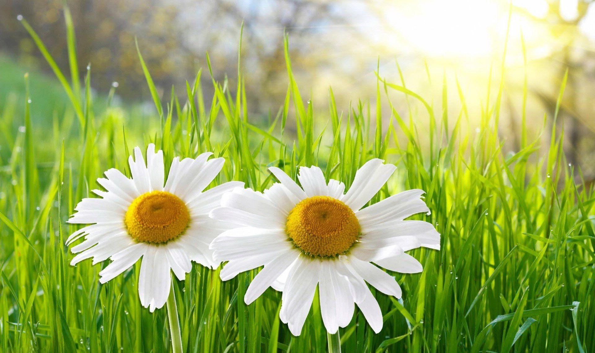 1920x1140 Nature Views Wallpaper