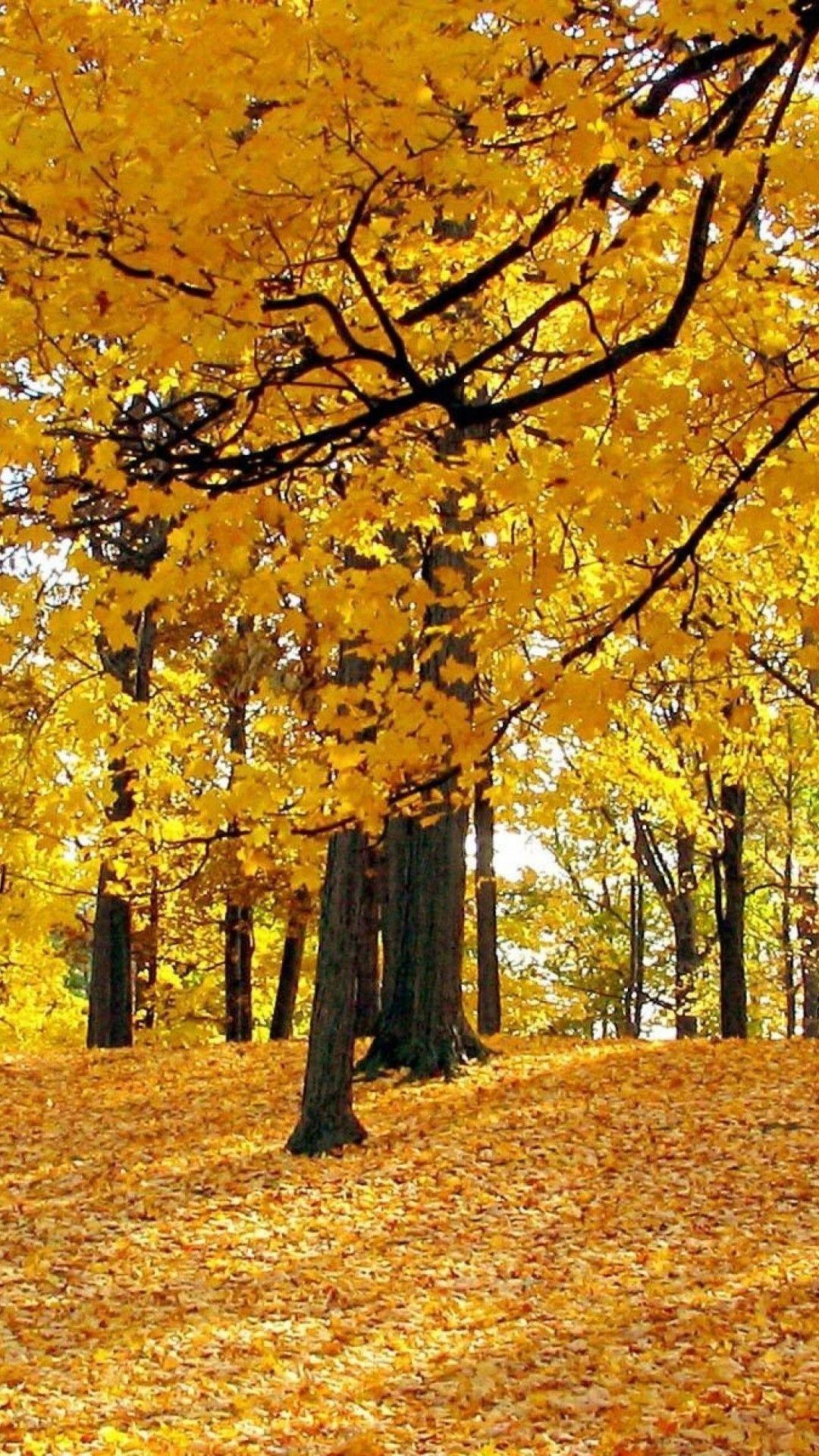 1080x1920 Autumn HD Wallpaper for OnePlus 3