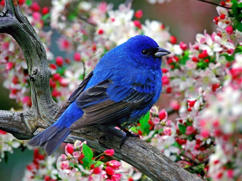 1024x768 Most Beautiful Flowers