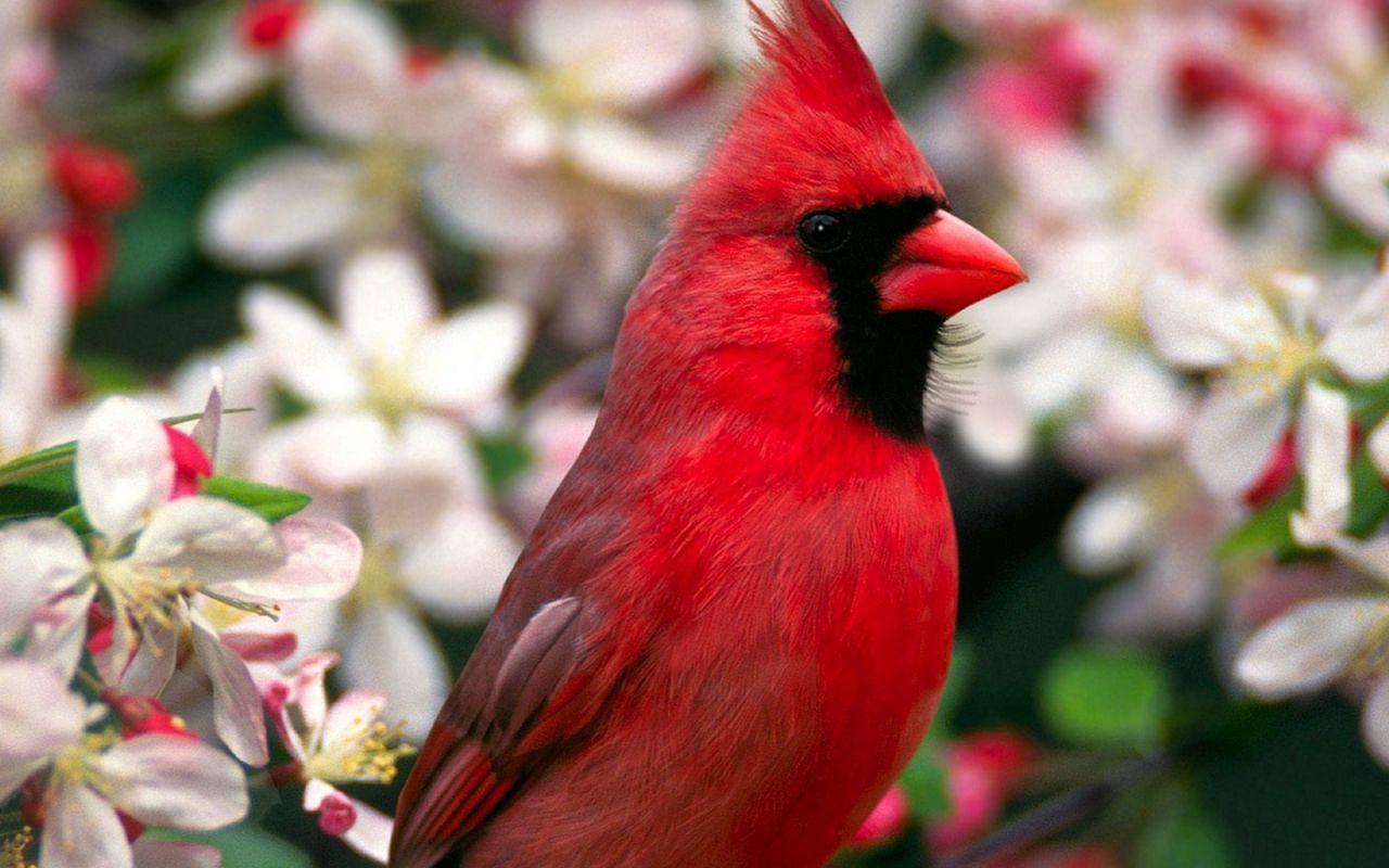 1280x800 Download wallpaper 1280x800 red bird .