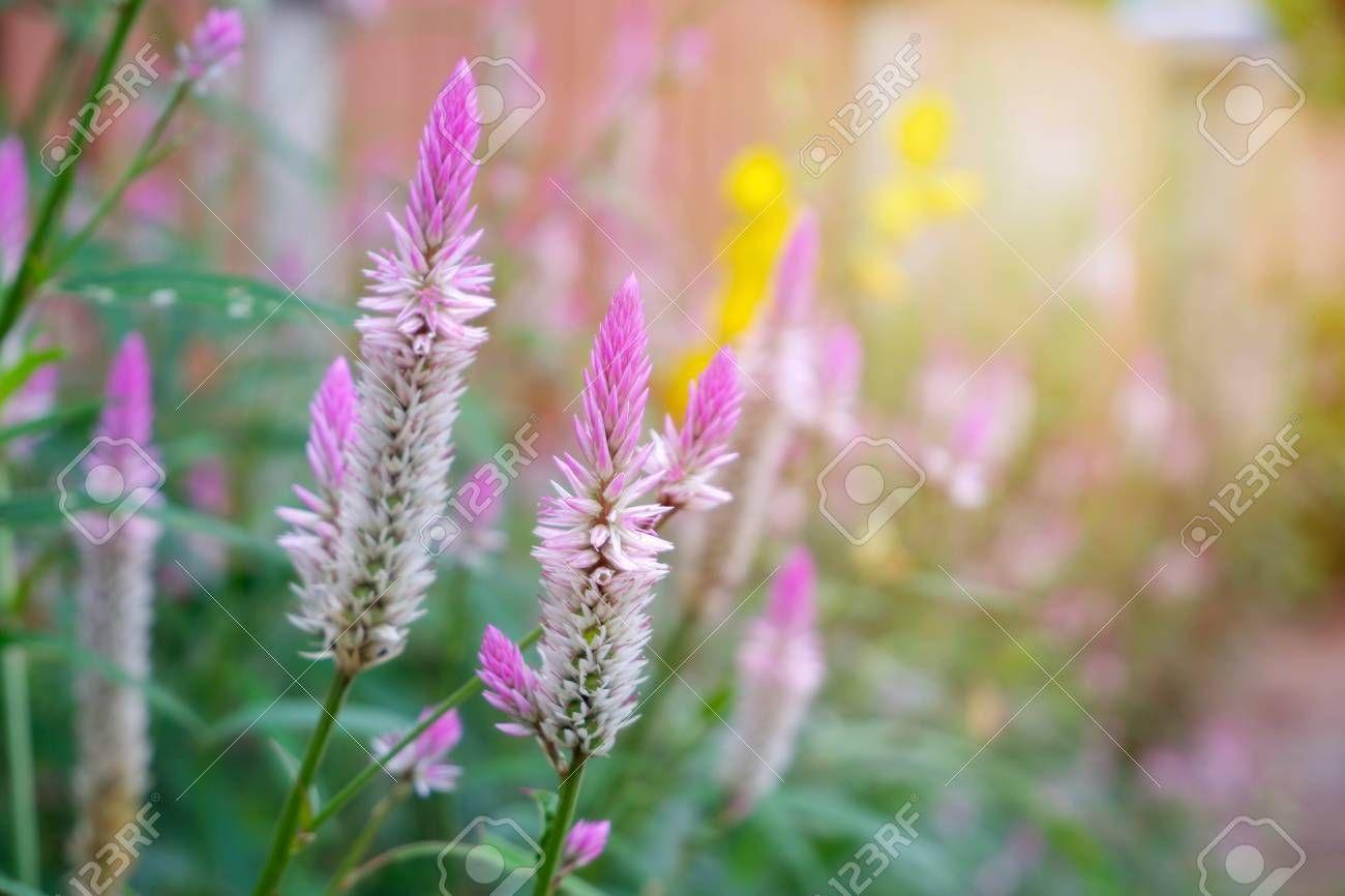 1300x866 Feather Flower
