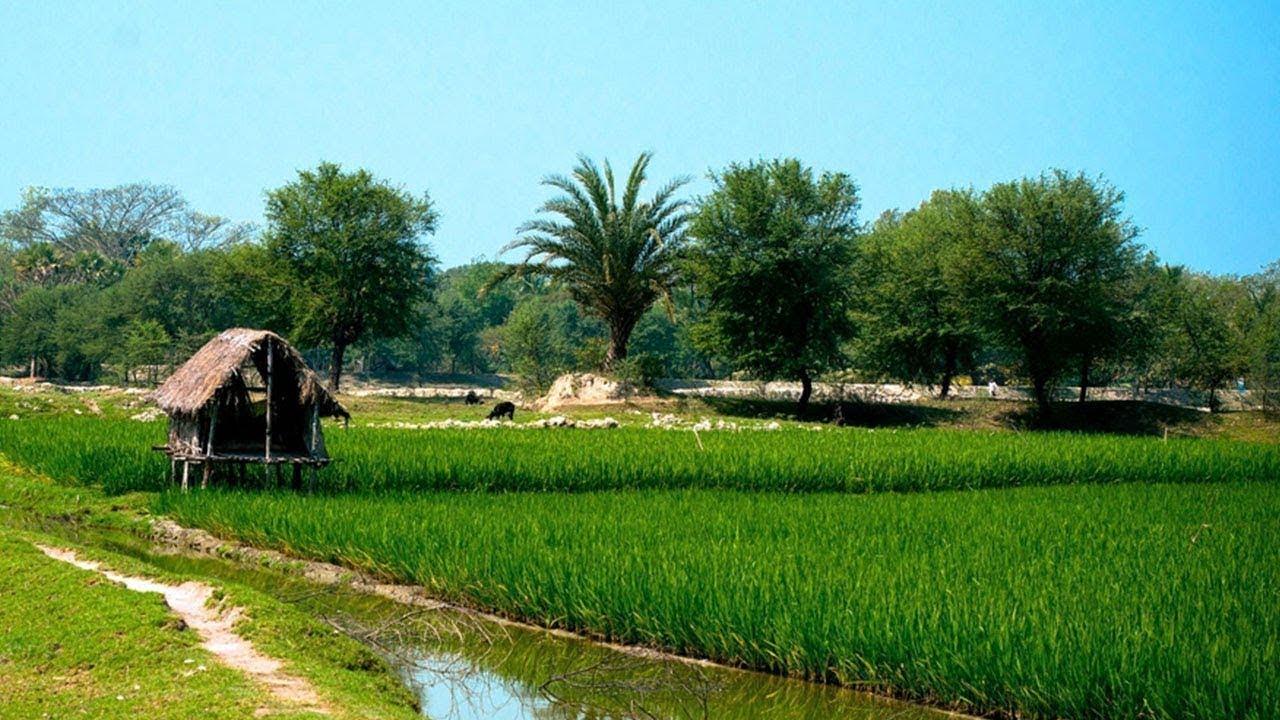 1280x720 Overview Rural Life In Bangladesh .