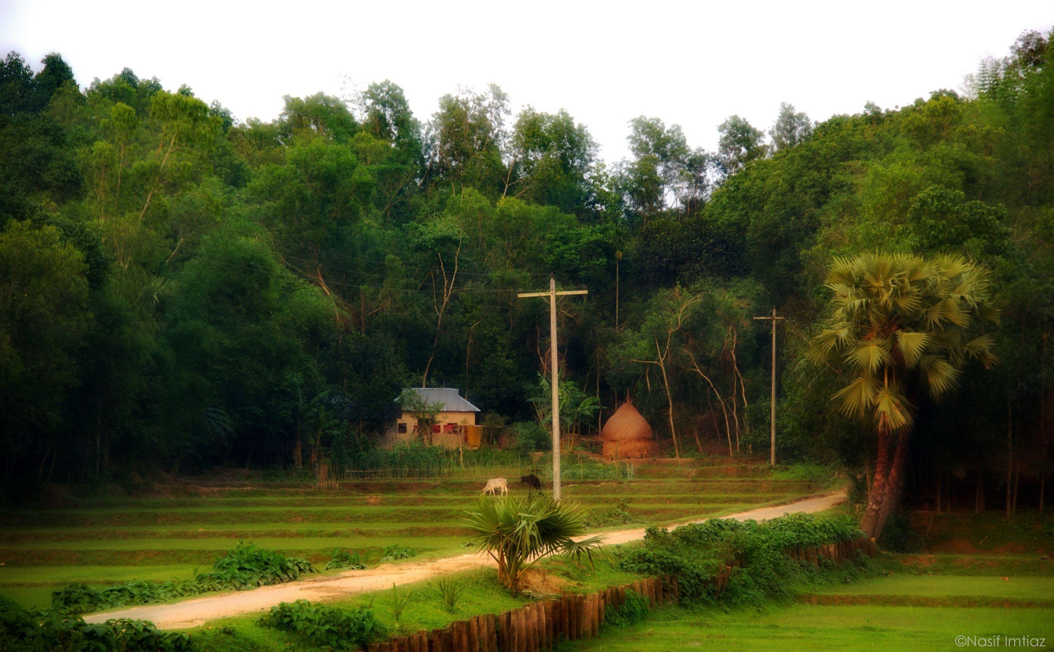 3500x2167 বাংলার গ্রাম at Kolla Pathar Comilla .com