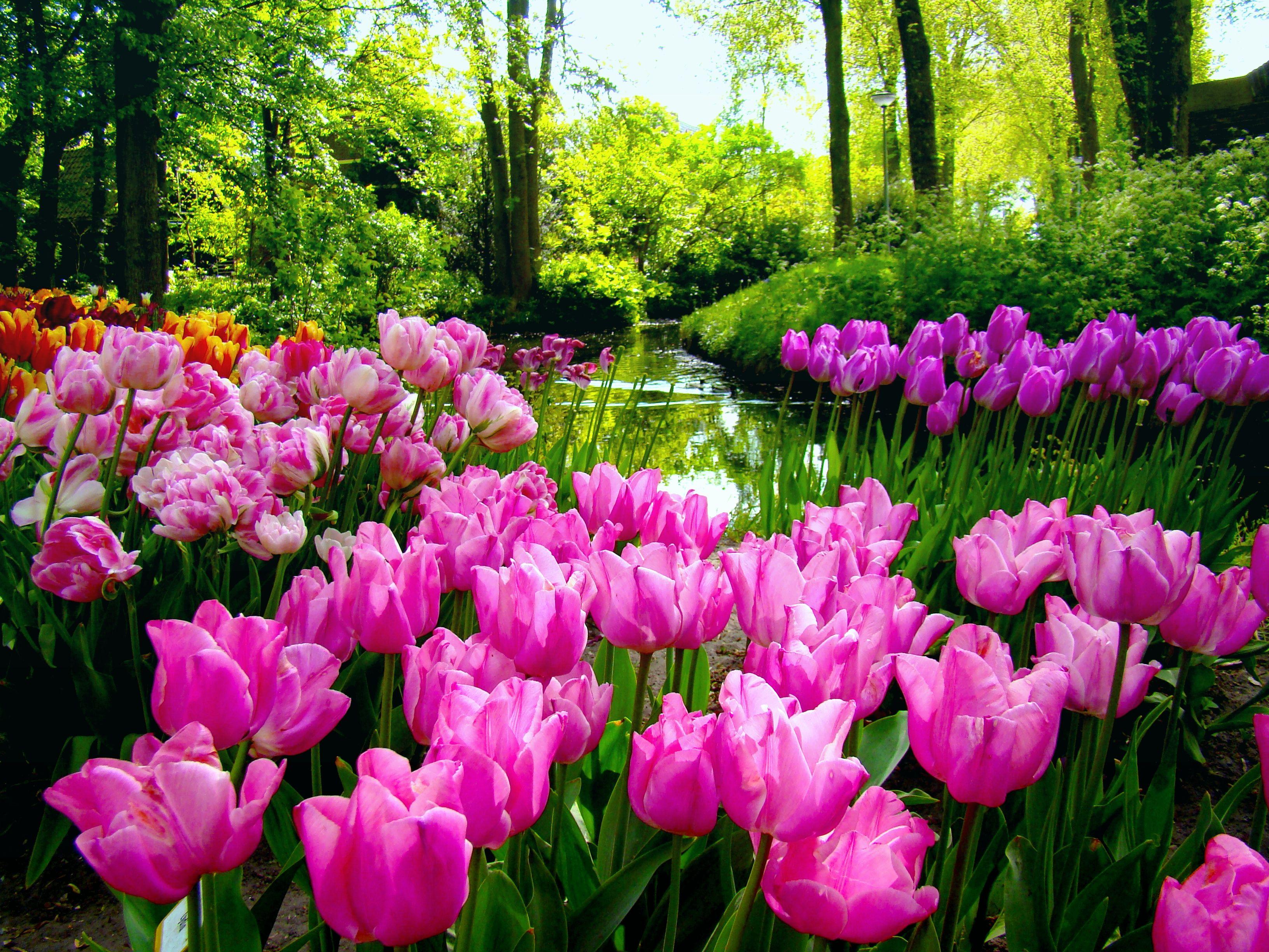 3264x2448 Spring Garden Wallpaper, HD Quality Spring Garden Image