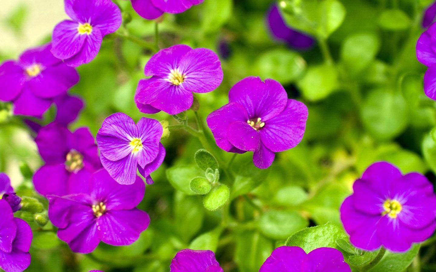 1440x900 Purple Flower Wallpaper Beautiful Background Flowers