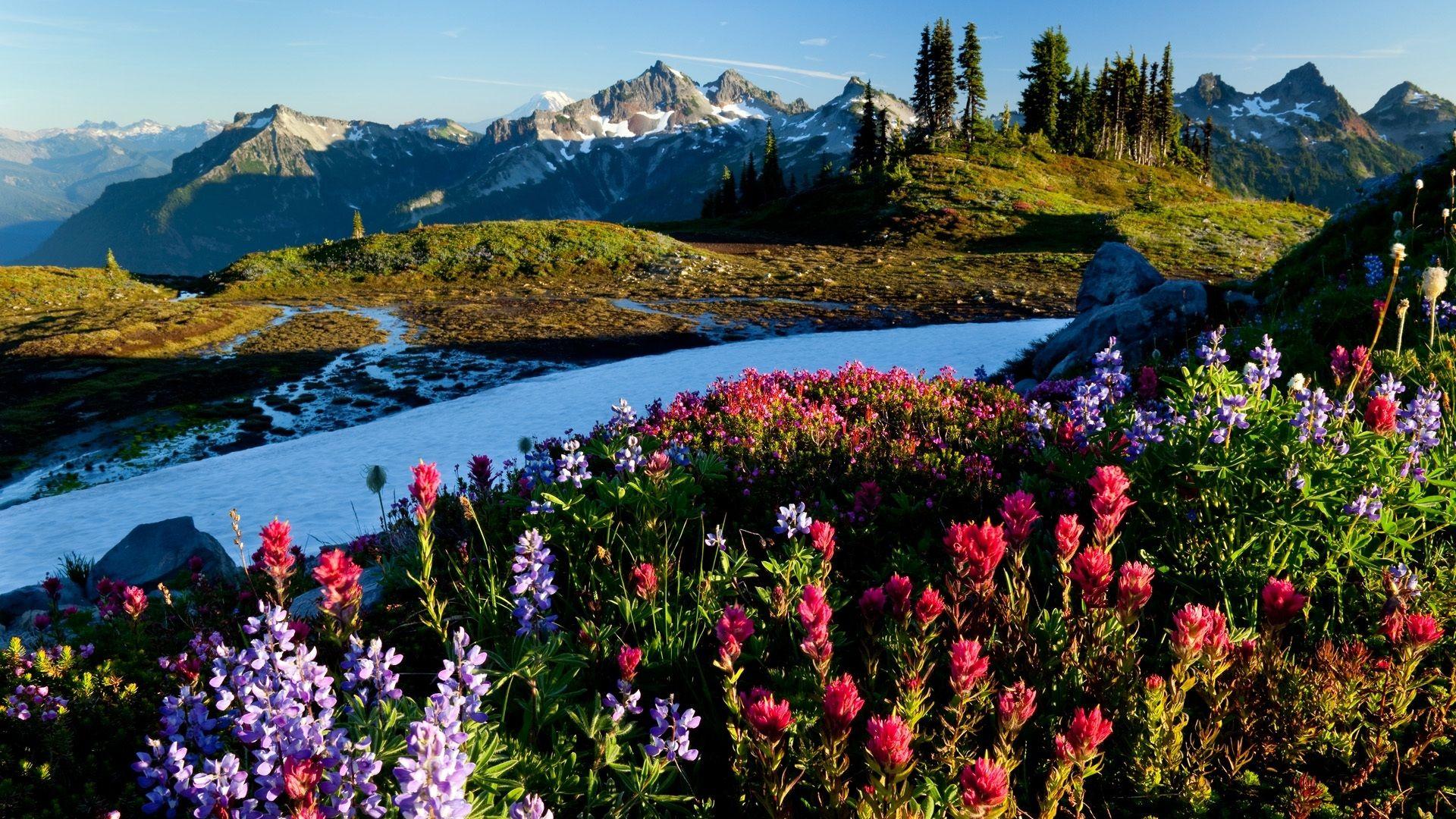 1920x1080 Free download 893898 893898 Springtime .