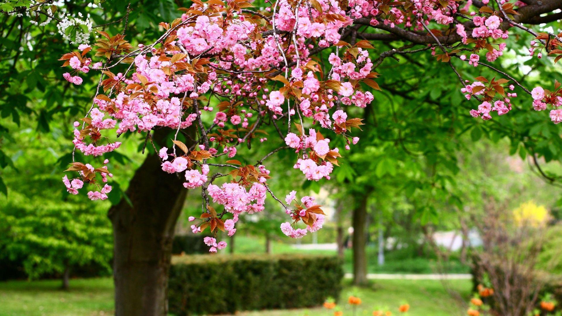 1920x1080 17++ Wallpaper Nature Spring Free .bastywallpaper.