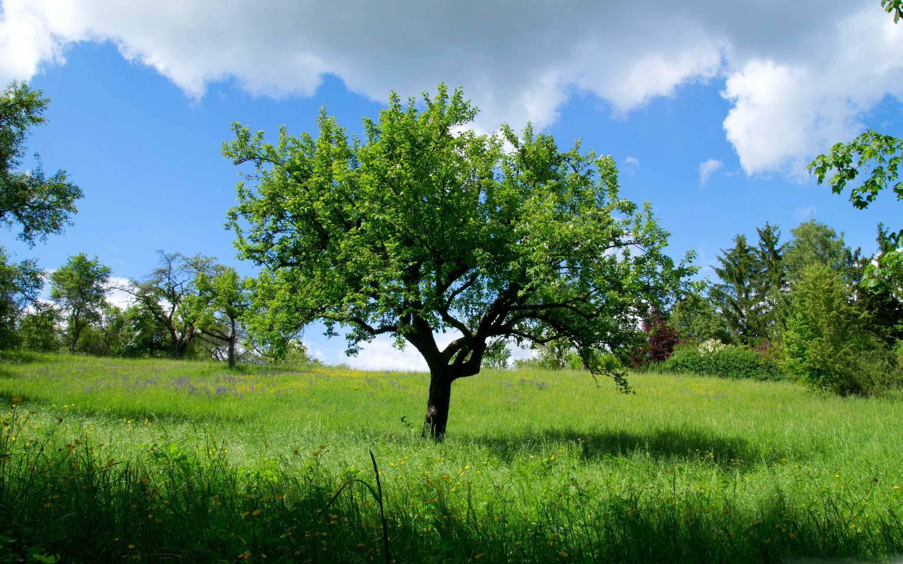 2880x1800 Spring Landscape Nature MacBook Air .